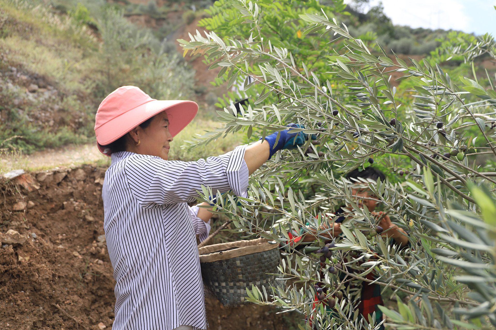 (Foto: Shanghai Olive Light Biotechnology)