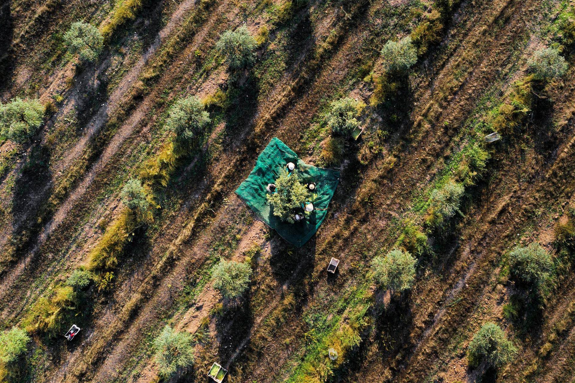 The expansion of super-high-density olive groves have changed the face of Alentejo. (Photo: Esporão)