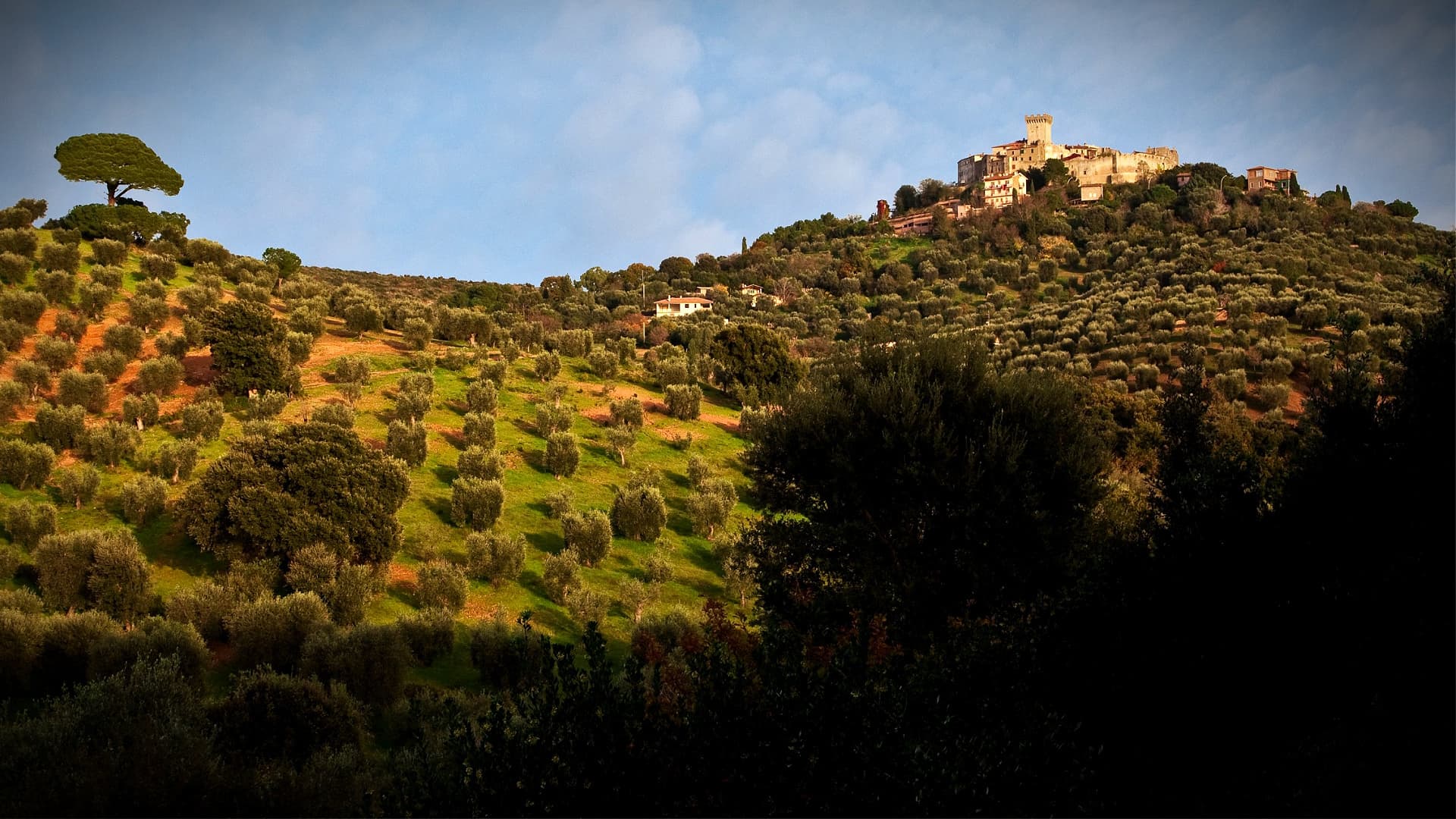 Eine Reise durch die Geschichte der ikonischen Olivenlandschaft der Toskana  | Olive Oil Times