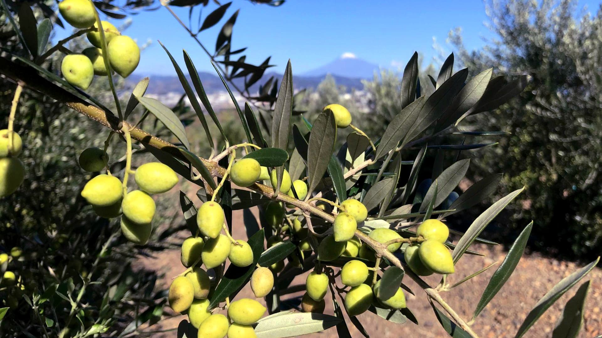 As production expands, the challenge for Crea Farm is to continue maintaining high quality standards. (Photo: Crea Farm)