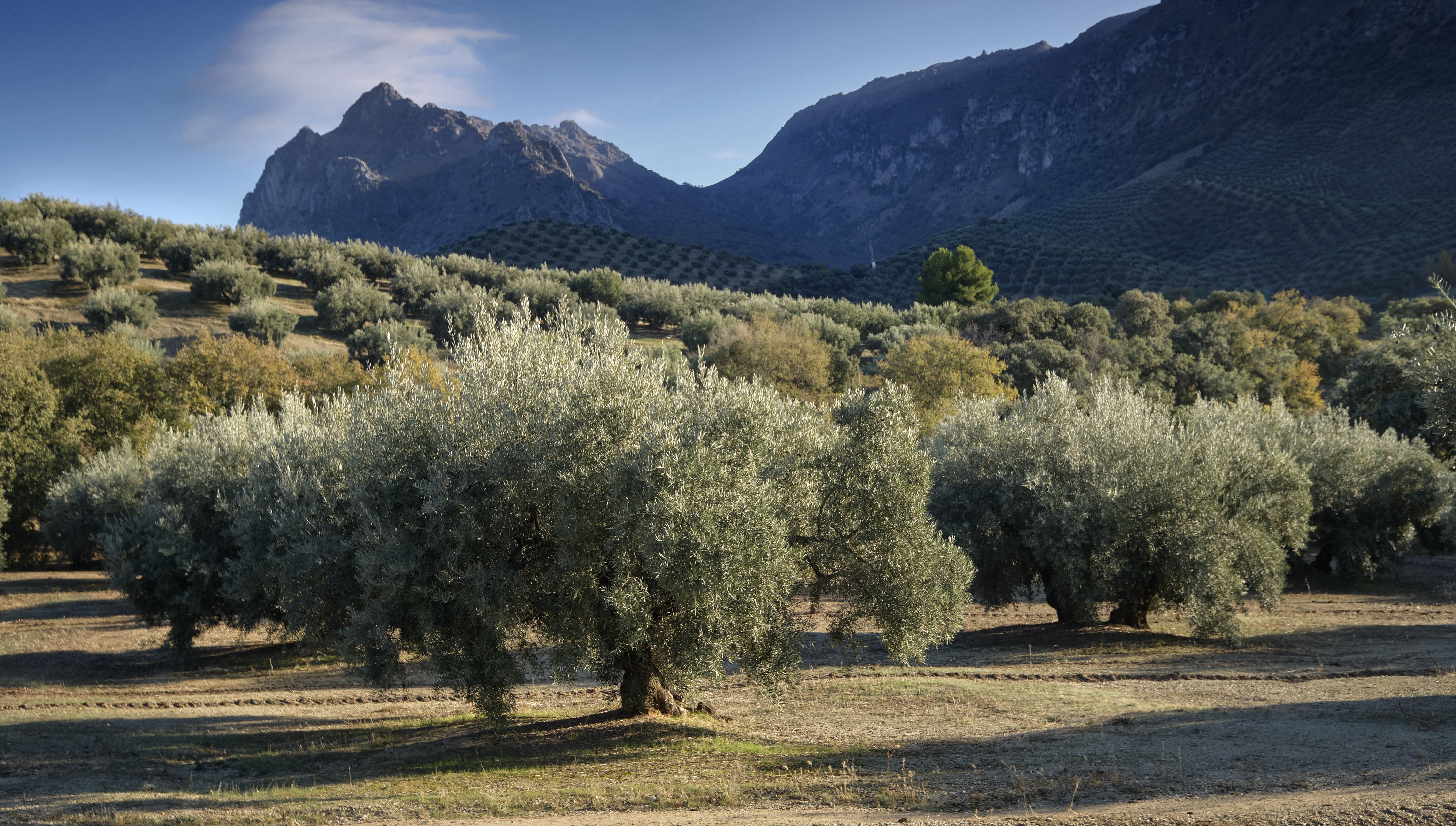 M. Carrasco a déclaré que Goya fondait sa réputation sur la qualité de l’huile d’olive andalouse et n’achetait pas d’olives ailleurs.