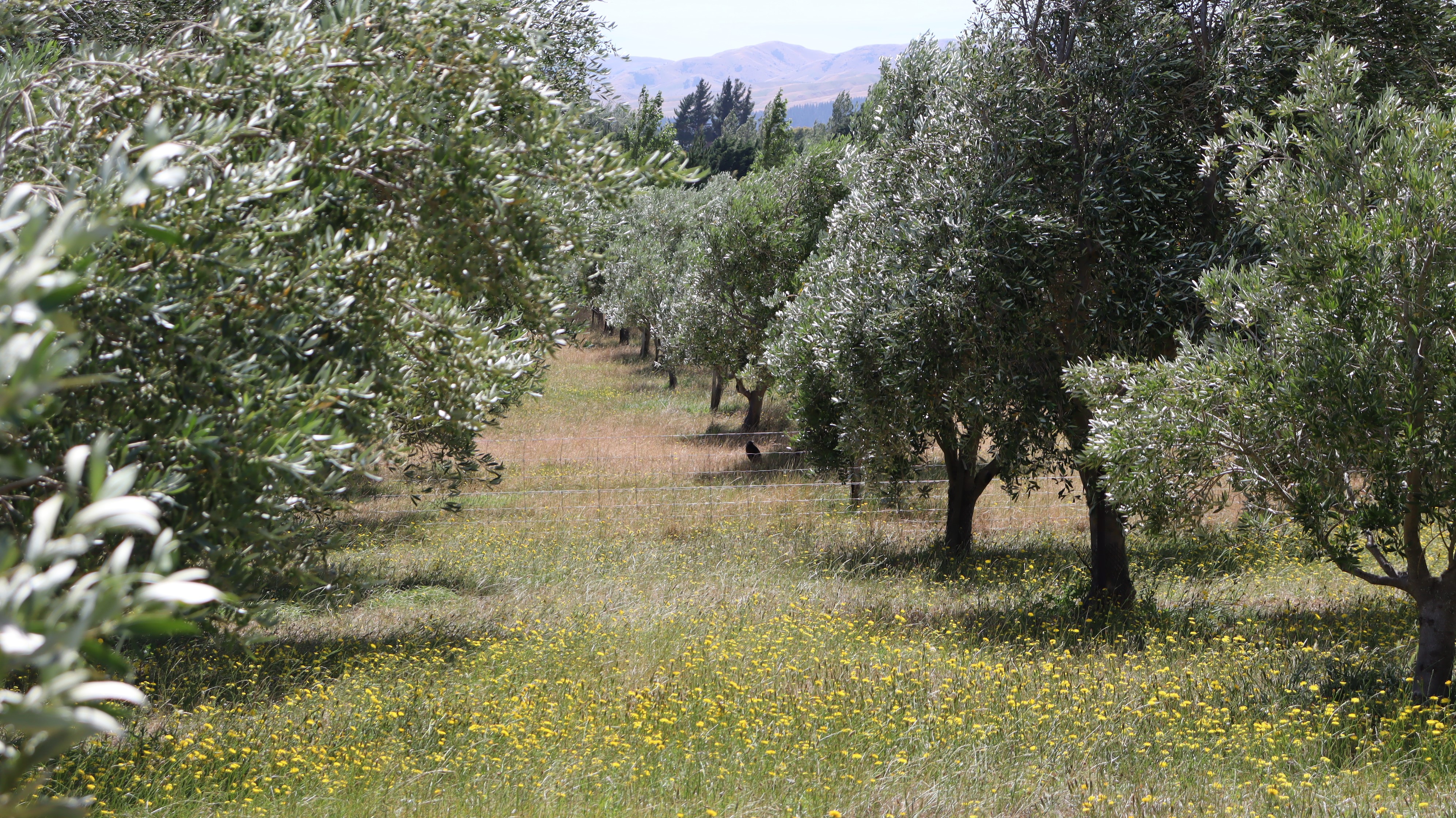 Dali Estate se enorgullece de sus prácticas de agricultura biodinámica.