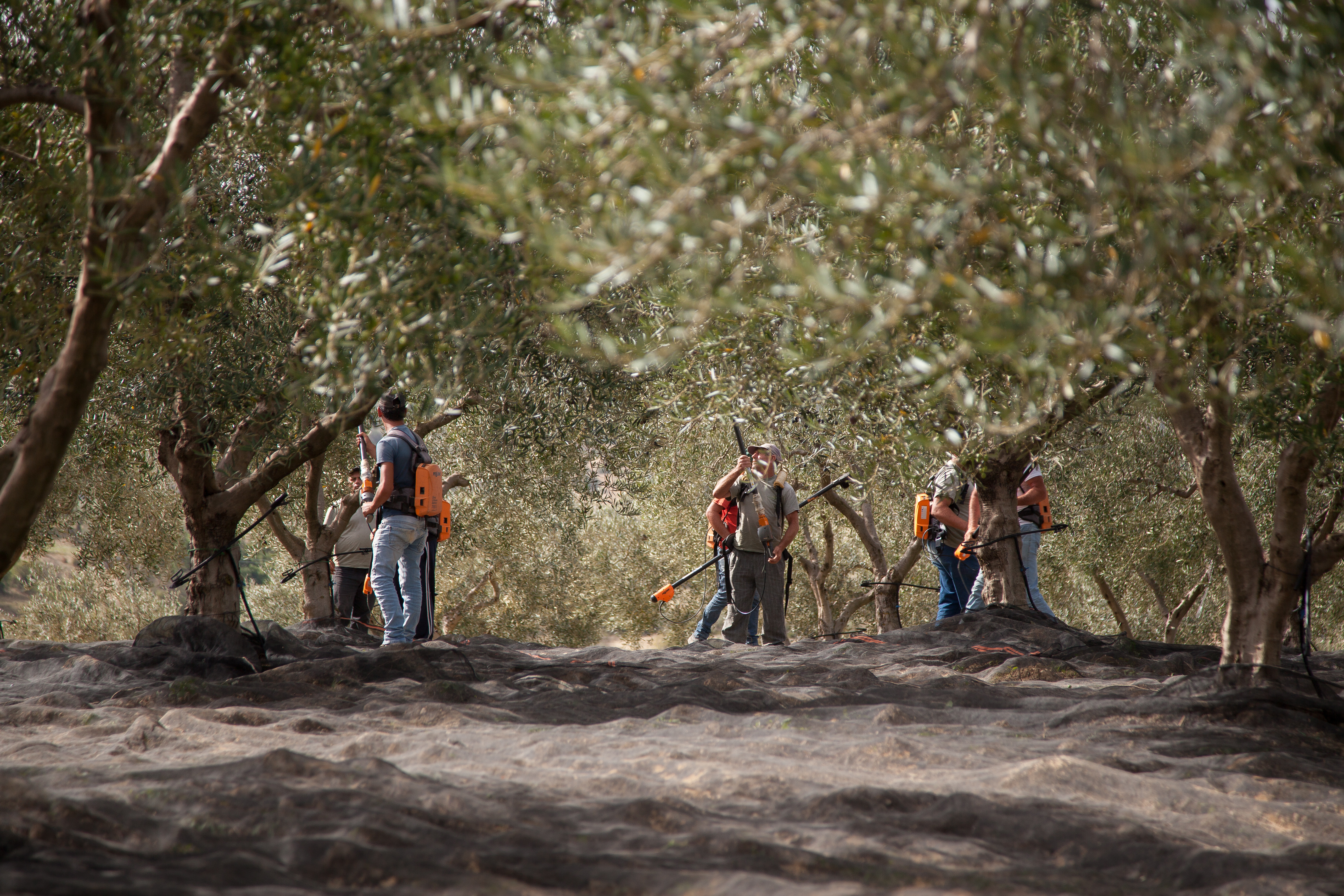 Harvesting olives traditionally at Mandranova’s olive groves