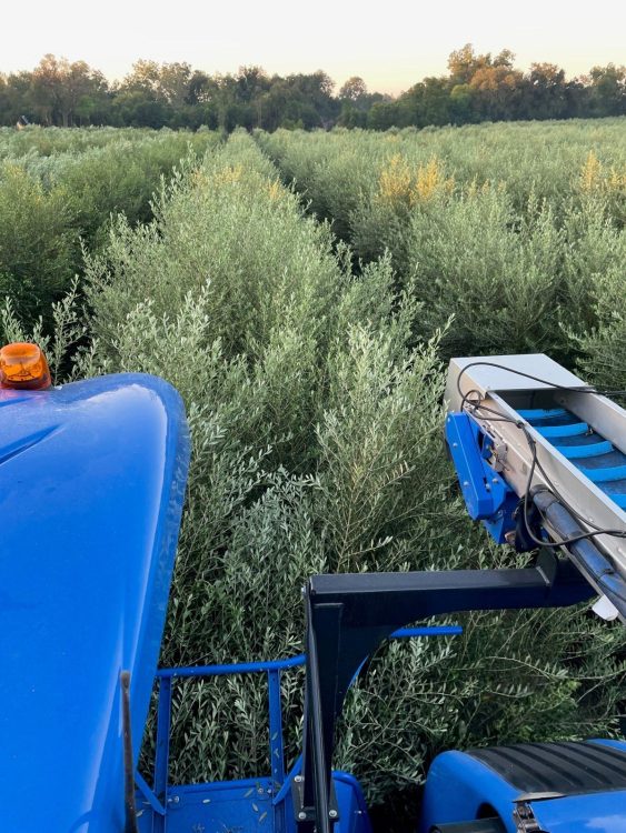 Fresh Press Farms grows Arbequina, Arbosana and Koroneiki olives at super-high-density in southwestern Georgia.