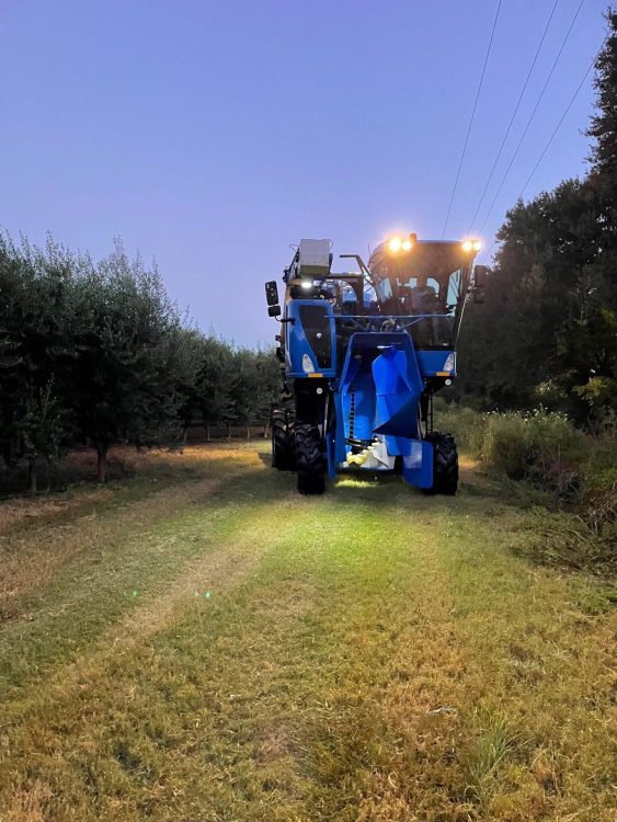 Harvesting at night when temperatures are cooler is one of the ways Fresh Press Farms ensures high-quality production.