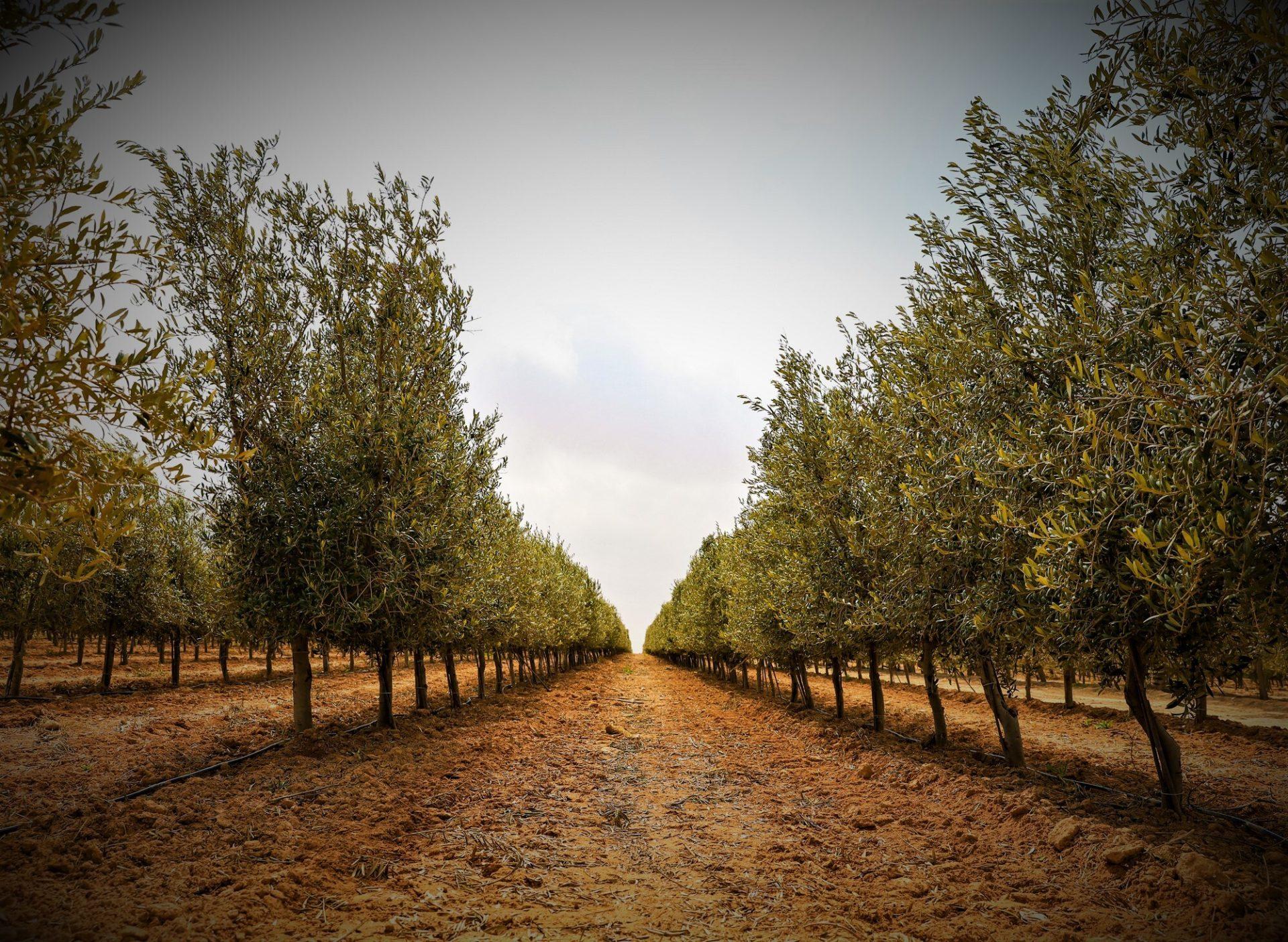(Photo: Al-Maida Agricultural)
