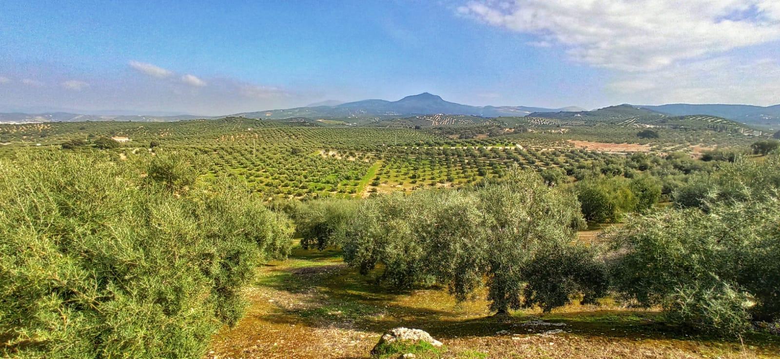 A panoramic view of olive groves with rolling hills and a mountain in the background under a partly cloudy sky.