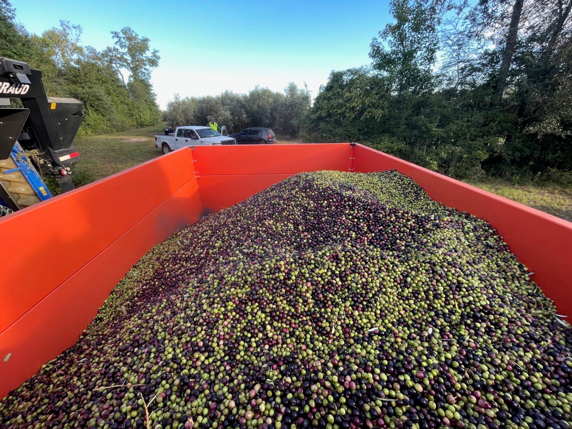 Sending small batches of olives to the mill ensures they are transformed in a controlled environment and not sitting around in the hot Georgia sun.