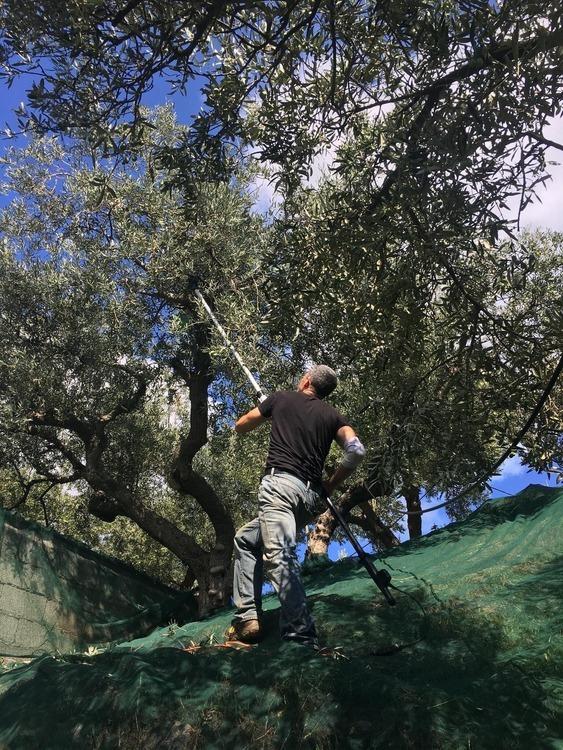 Pollizzi exeriments with traditional and non-traditional olive cultivation in his groves in Calabria.