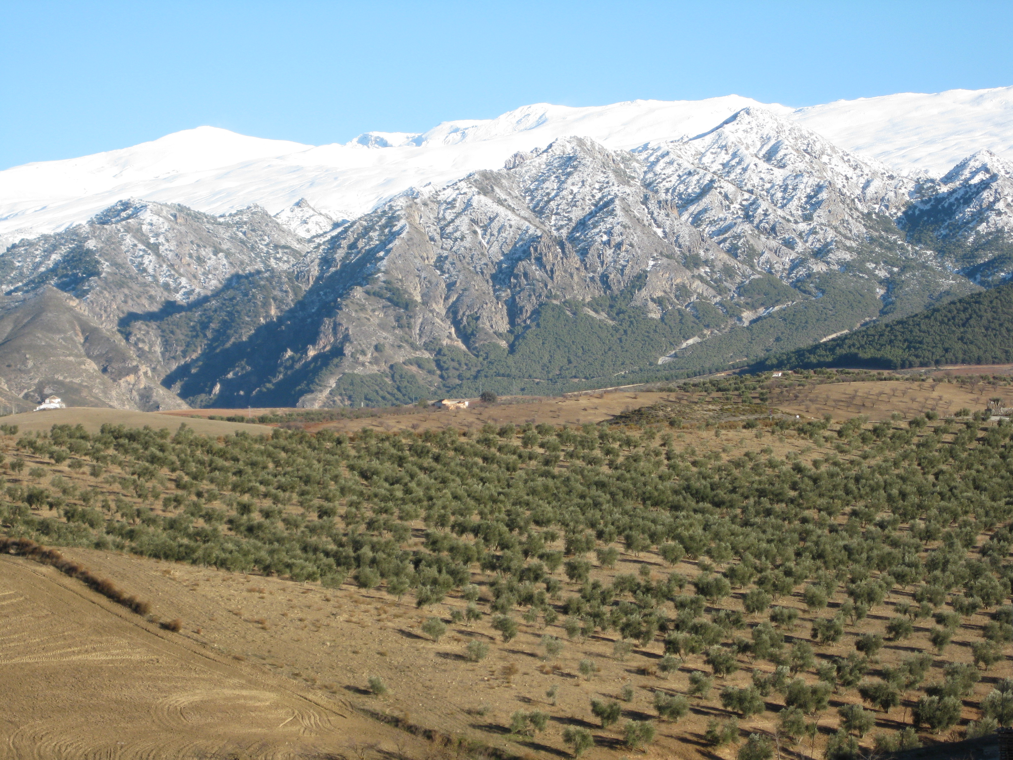 The high-altitude groves of Quaryat Dillar help mitigate the devestating impacts of high temepratures during olive tree blossoming.