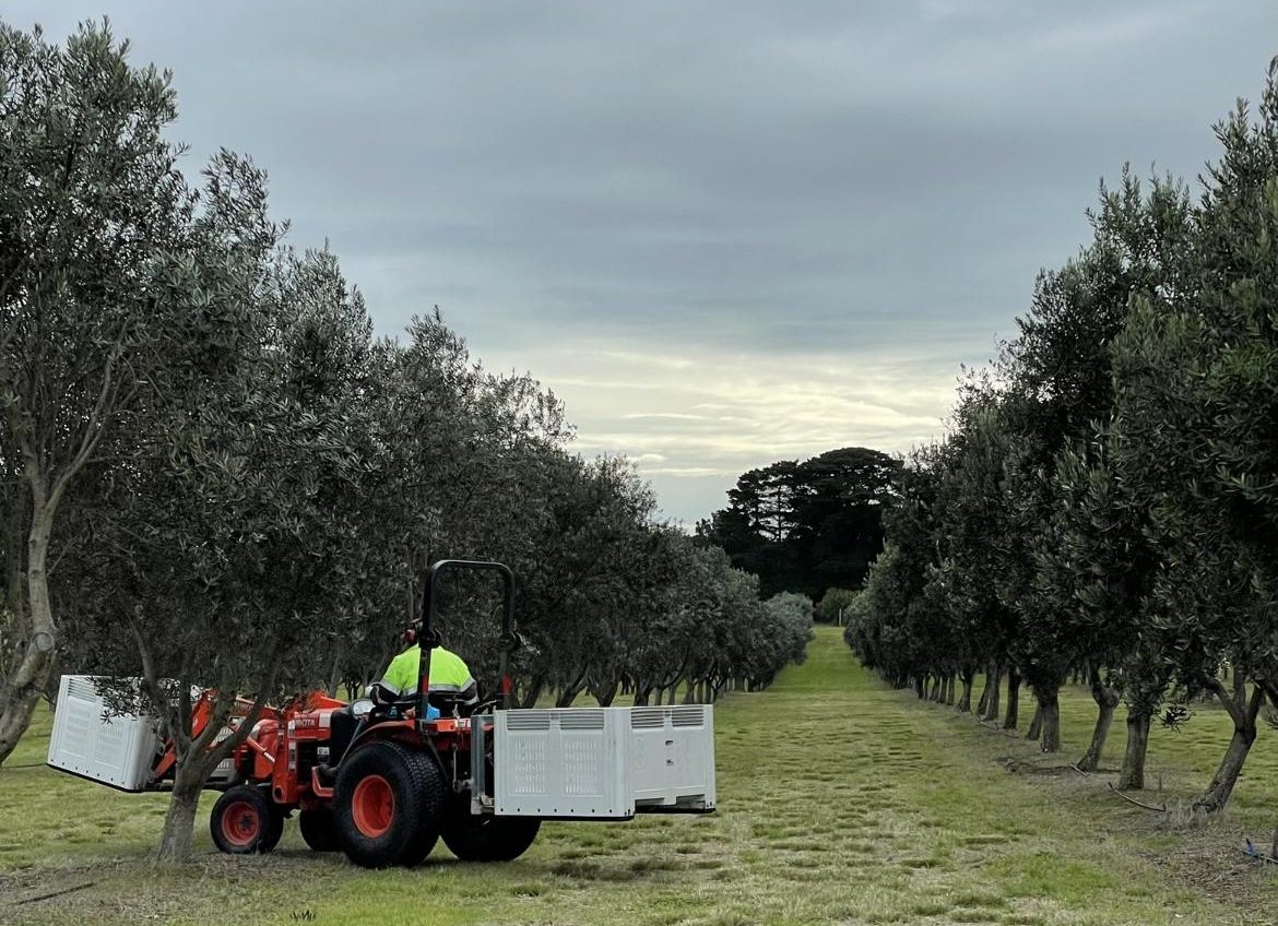 Harvesting olives on the unique Mornignton Peninsula in southern Australia (Photo: Steohen Tham)