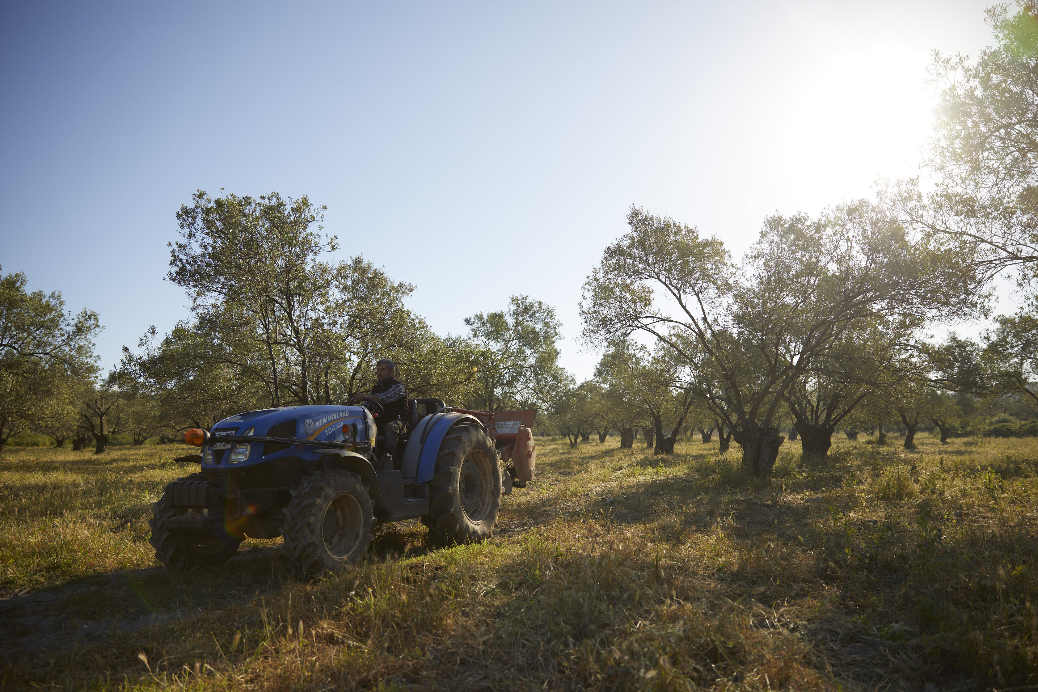 Heavy rain and hail are expected to contribute to declining olive production in NovaVera’s olive groves in western Turkey.