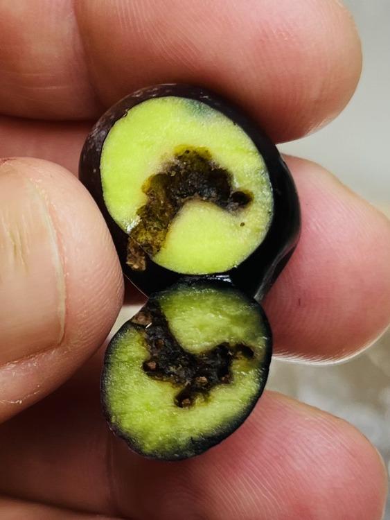The outcome of olive fruit fly larva tunneling