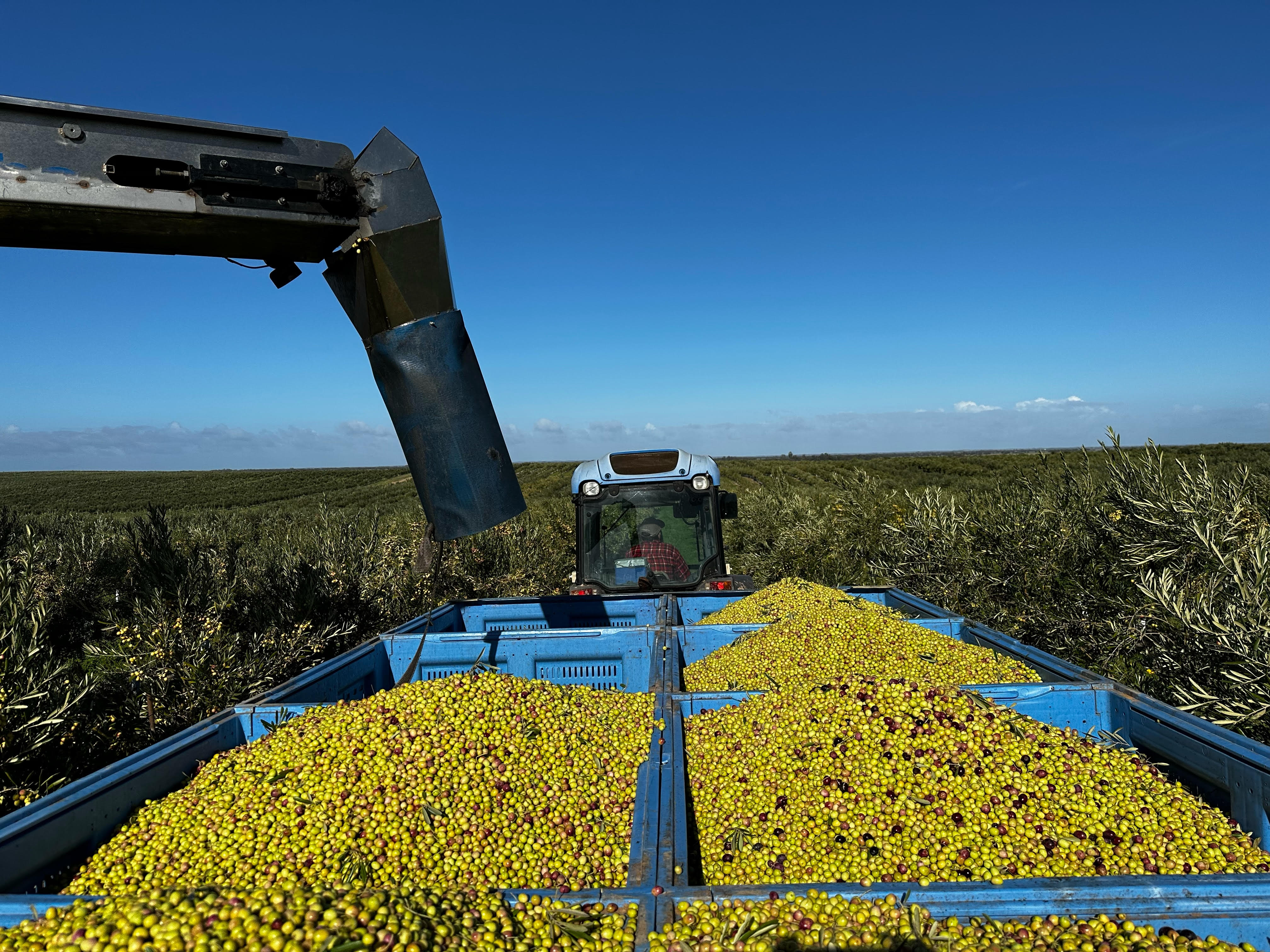 The Victoria-based producer said quality was excellent, but the oil yield dropped. (Photo: Oasis Olives)