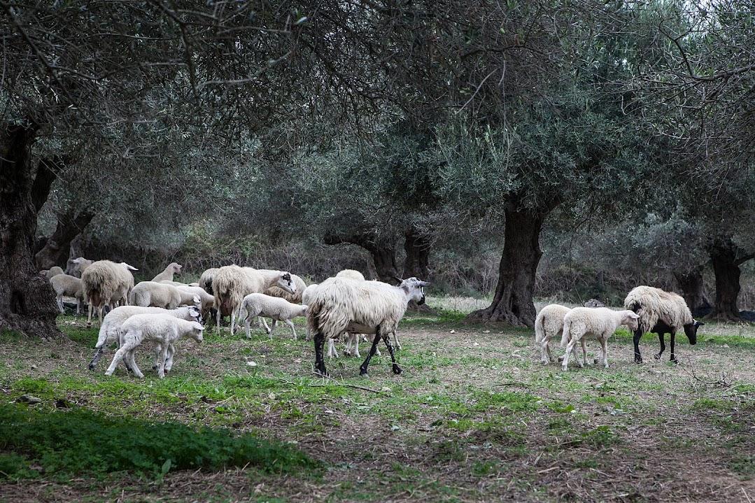 Sheep and horses in the olive groves are the main source of fertilizer. (Photo: Antonis Tsoulos)