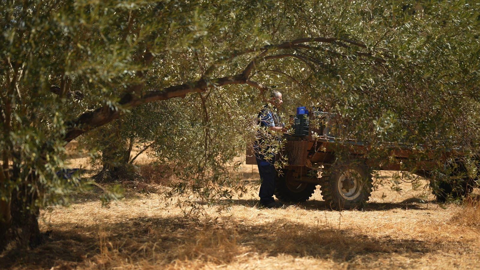 Education Vital to Success of Turkey's Olive Oil Sector, Award