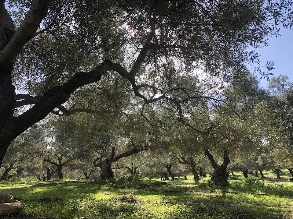 The Tsounati olive groves of Silvergreen (Photo: Antonis Tsoulos)