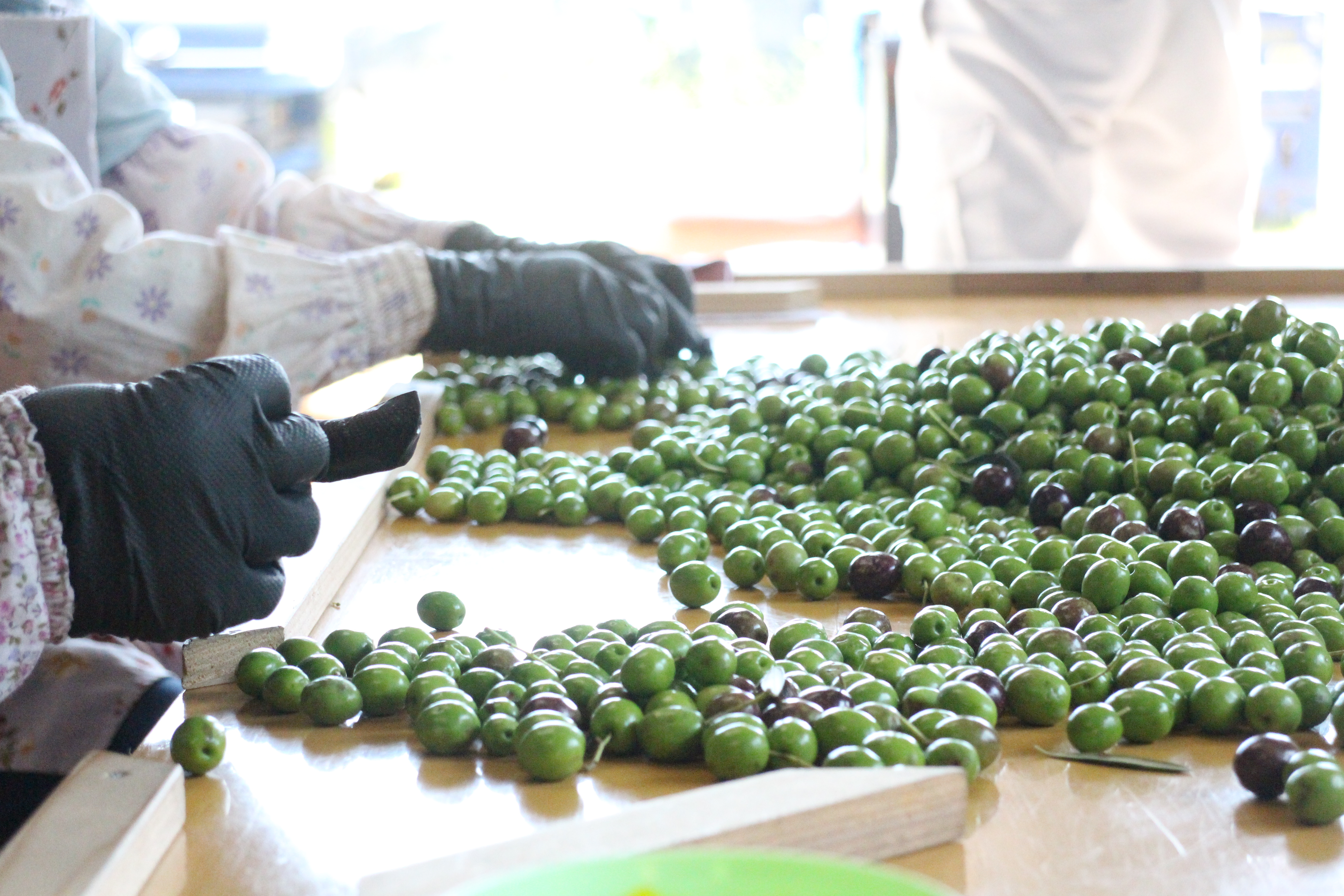 Hands wearing gloves sort through a large spread of green and black olives on a table.