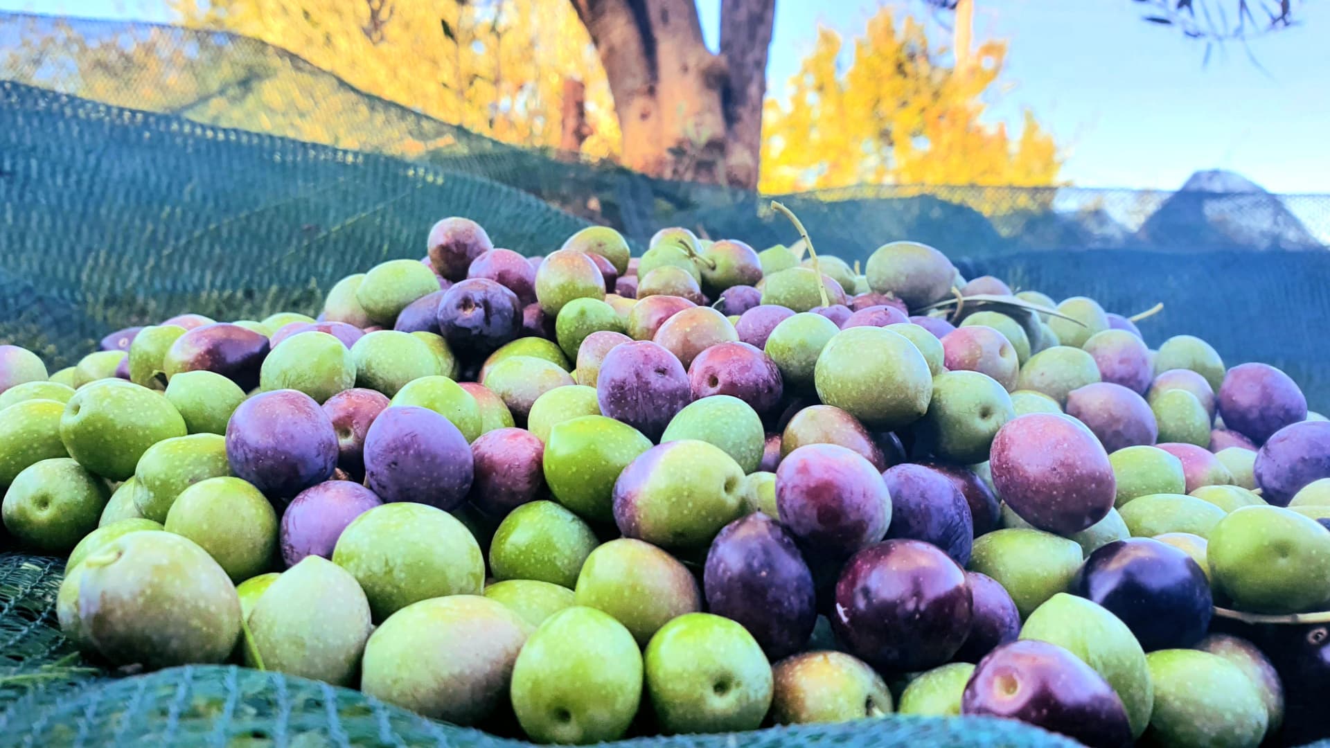 A large pile of freshly harvested olives resting on a net under a tree.
