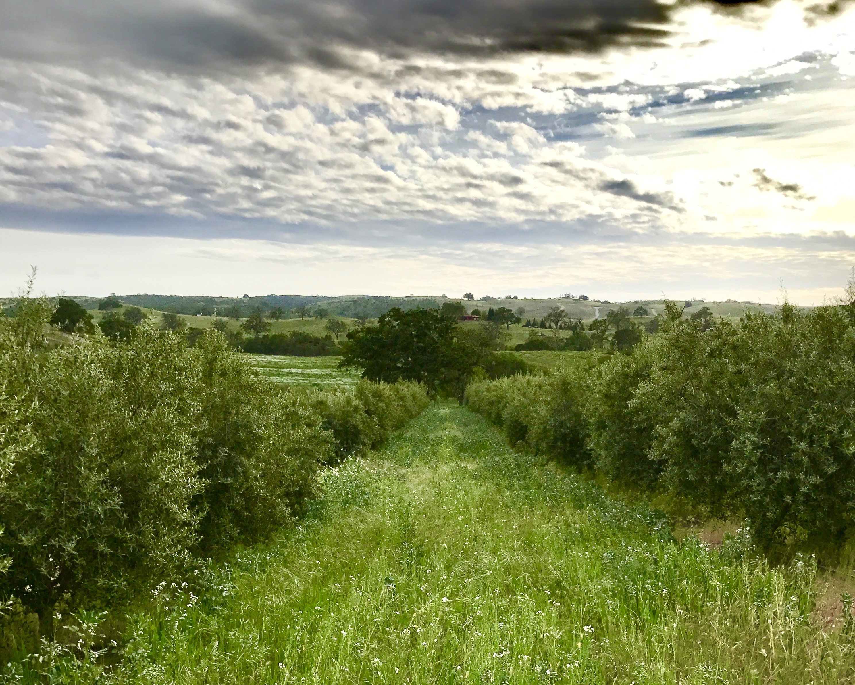 Improving biodviersity through native crop cover help Spanish Oaks Ranch preserve its soil from the negative impacts of climate change.