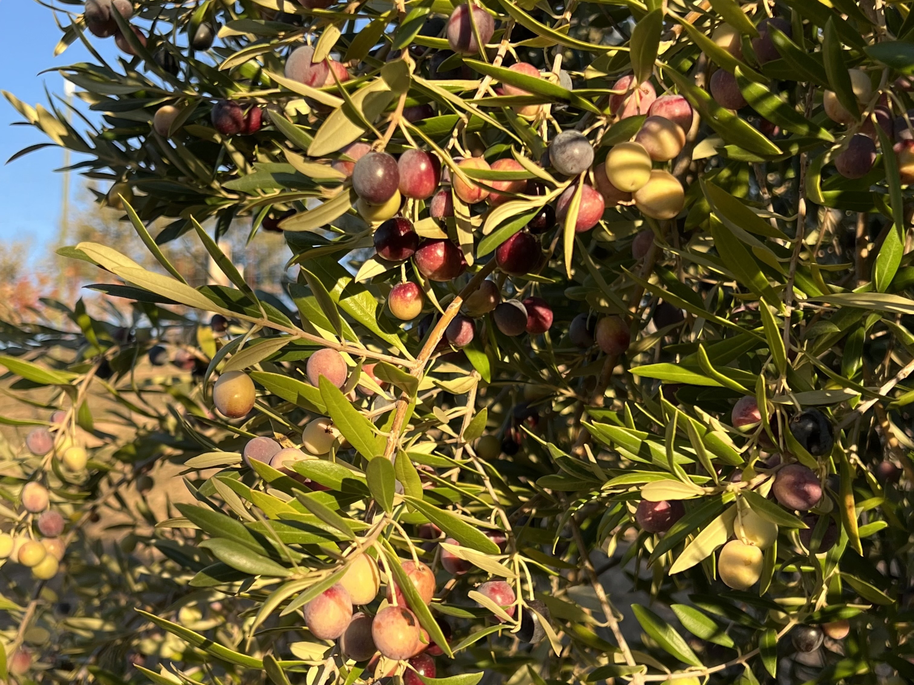 Waiting for just the right moment to harvest is one of many keys to success for Spanish Oaks Ranch.