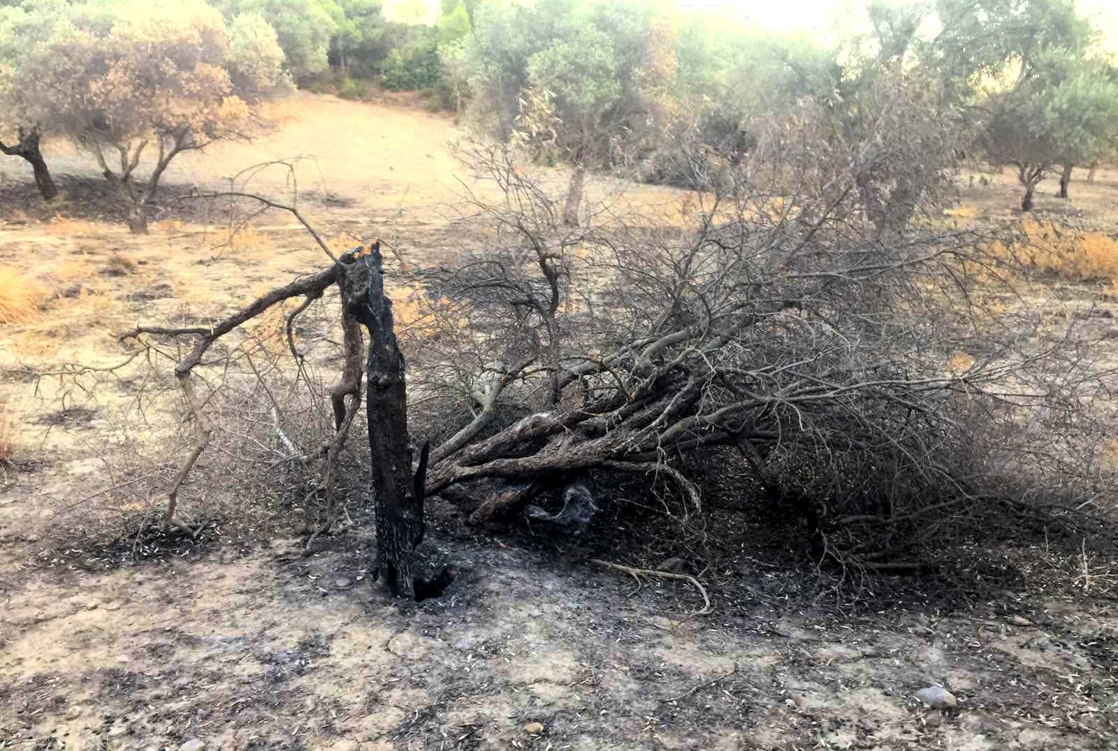 Burned olive tree on Rhodes (Photo: Yiorgos Tsakalios)
