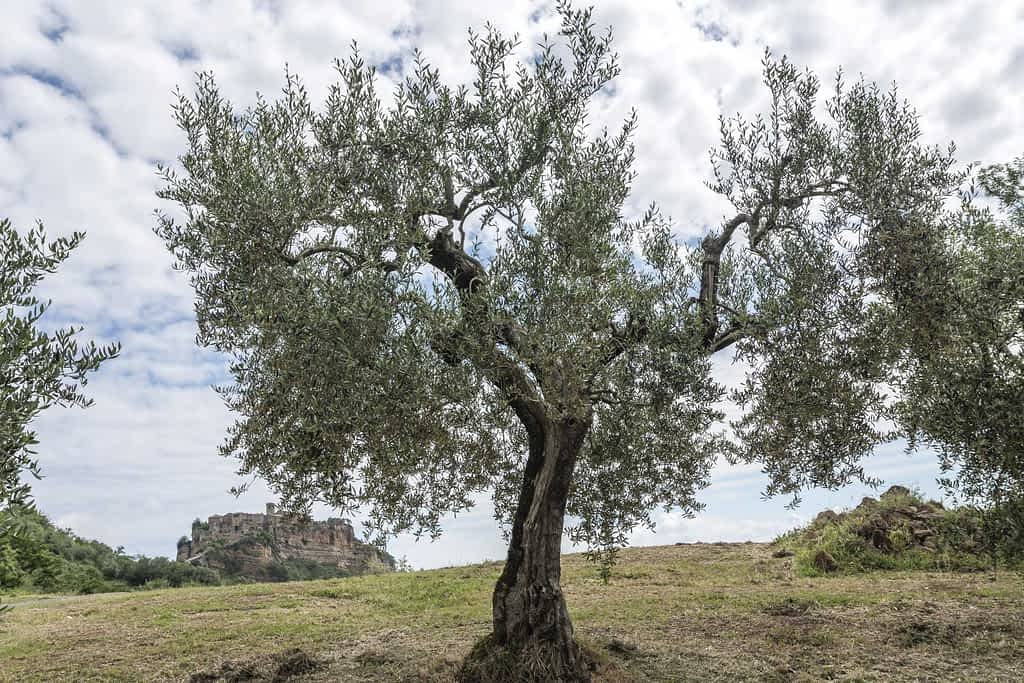 Traditional olive cultivars grow in the central Italian groves of Carma.