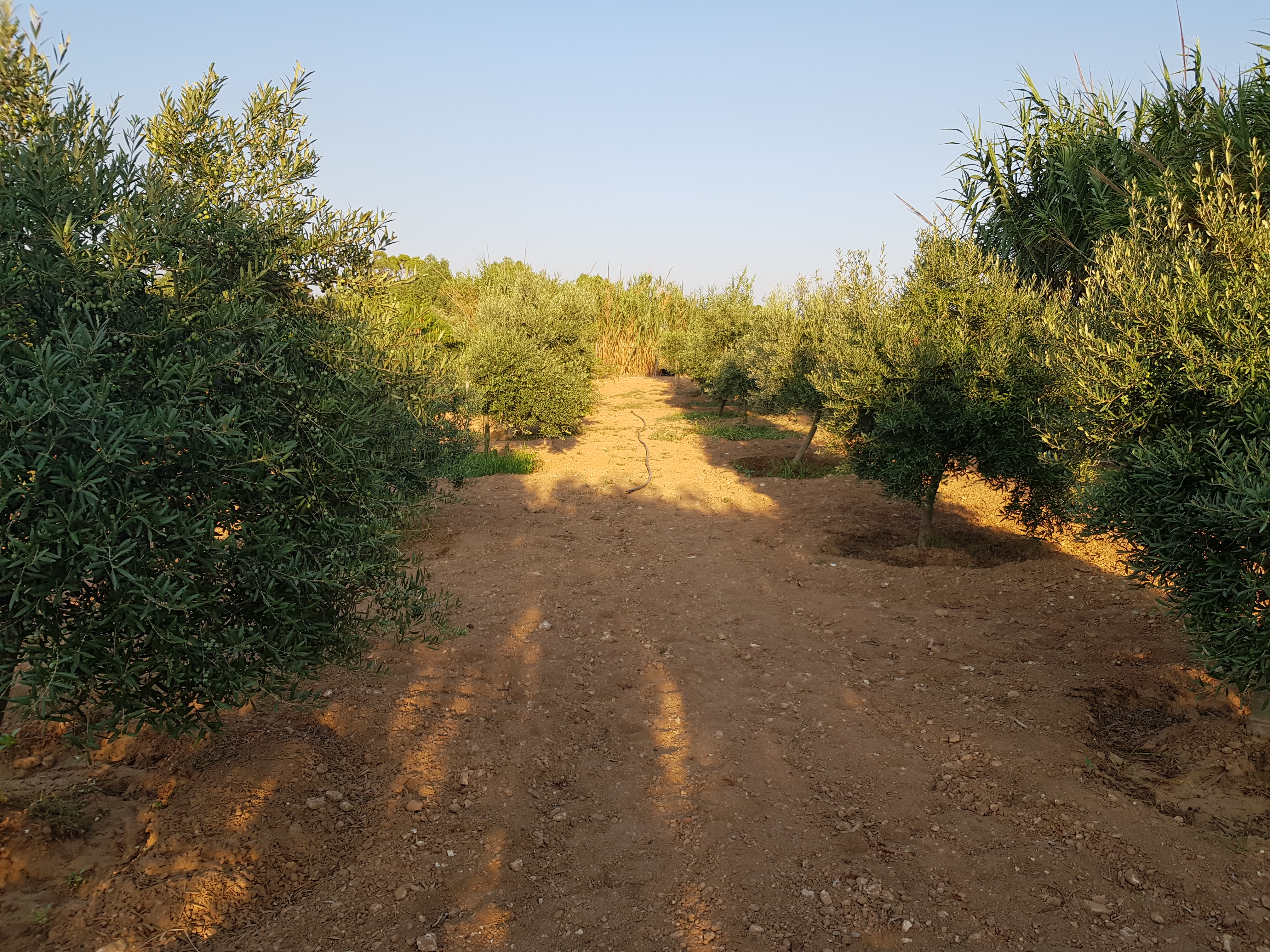 Malta’s Olive Growers Cooperative in ecouraging farmers to plant more olive trees.