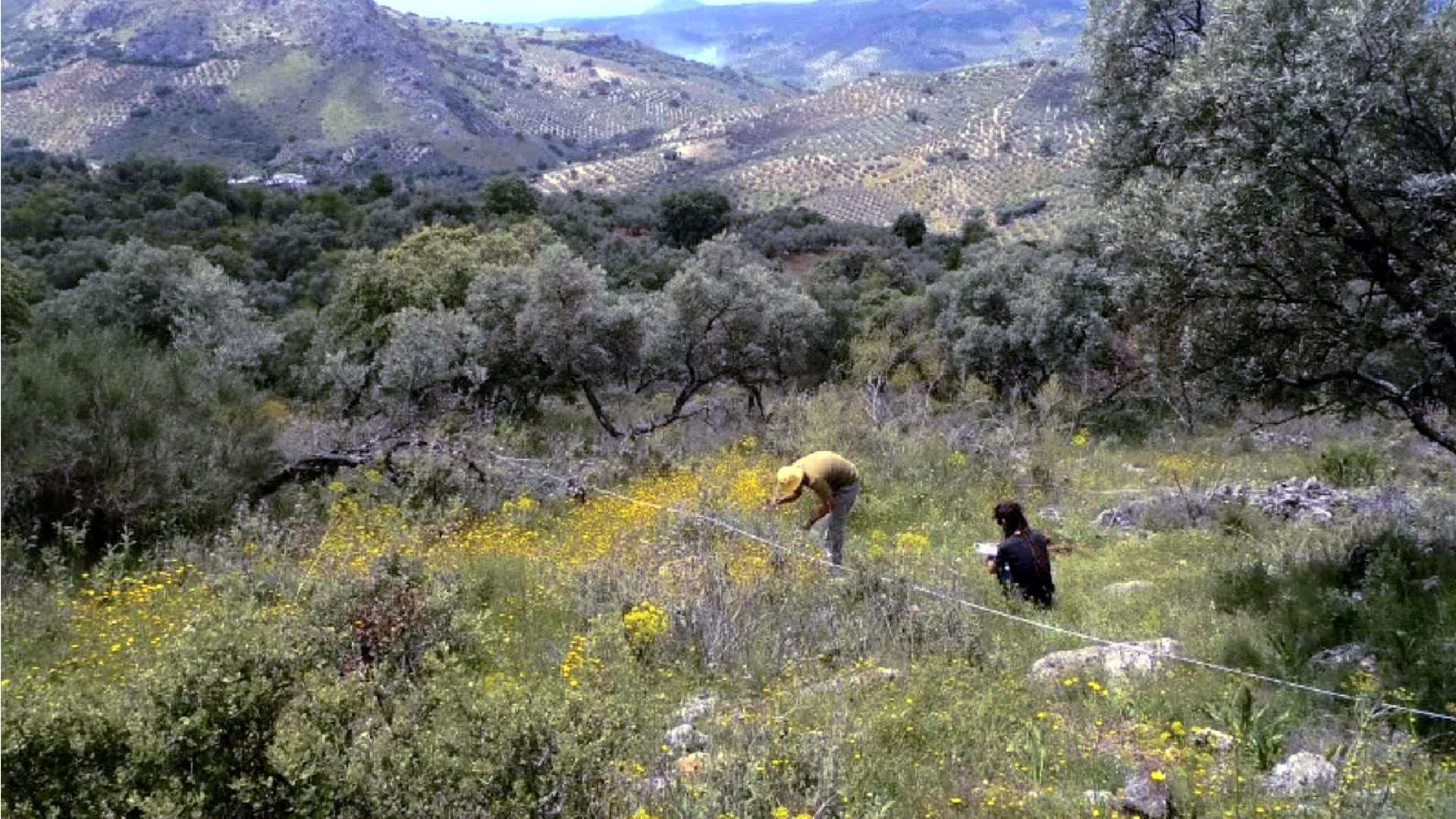 Steep-slope olive groves in Andalusia