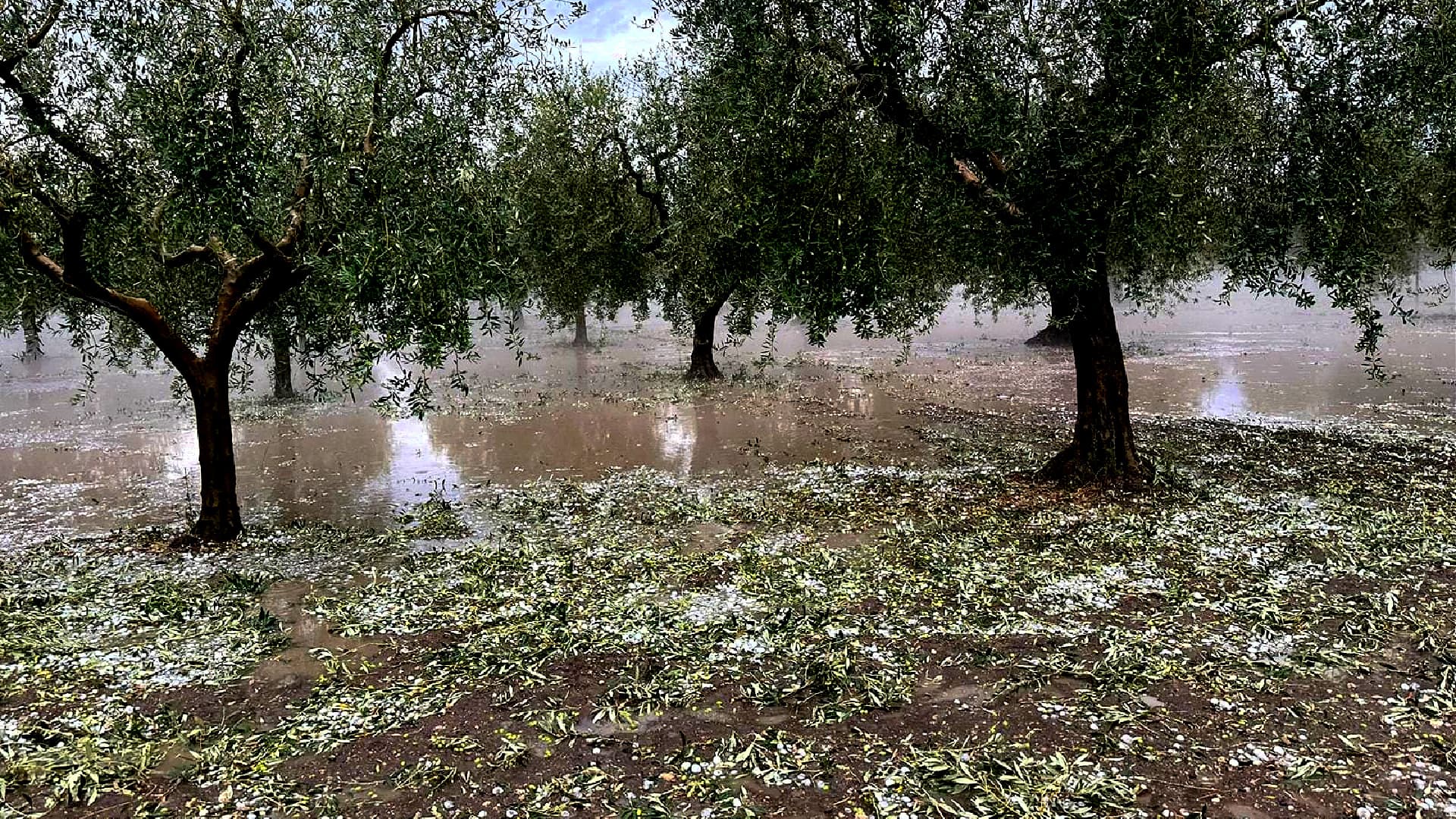 Olivenbauern in Apulien stehen nach den Herbststrmen vor einer  katastrophalen Ernte | Olive Oil Times