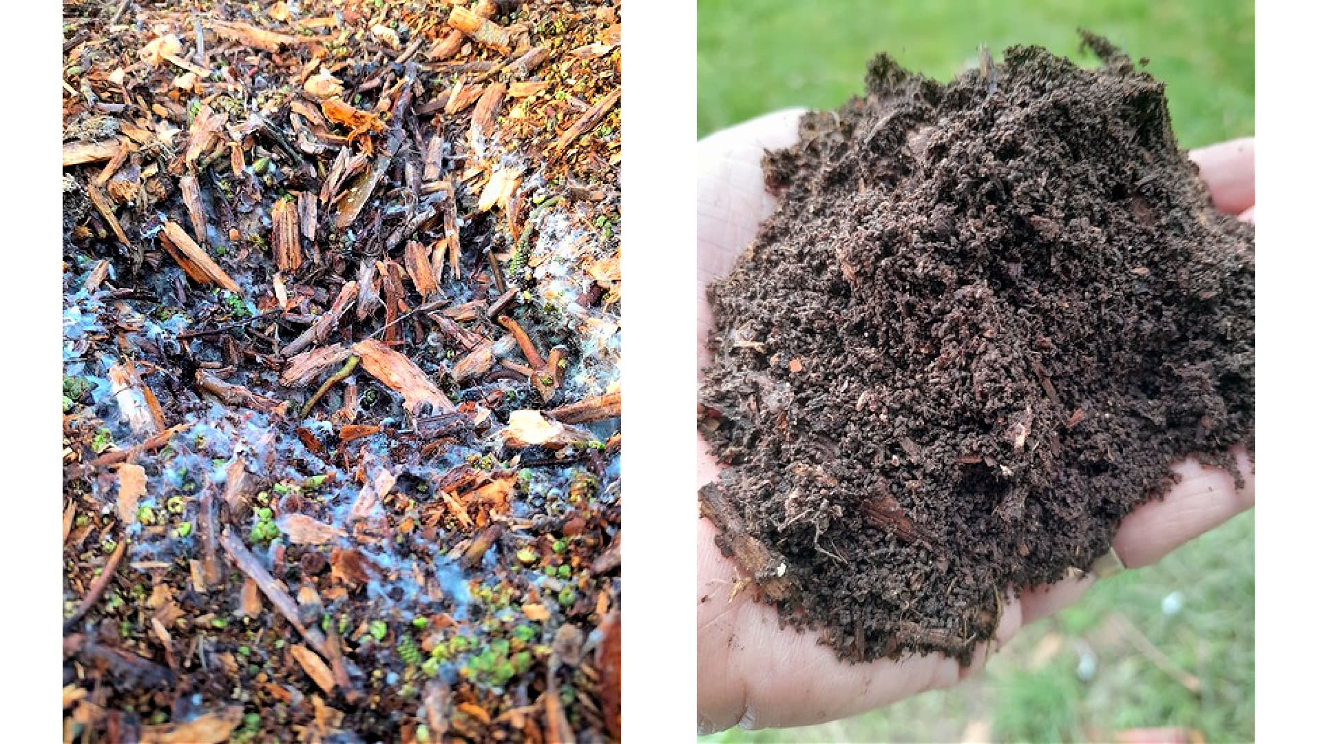 Ramial hot fungal compost after three days (left) and after nine months (right)