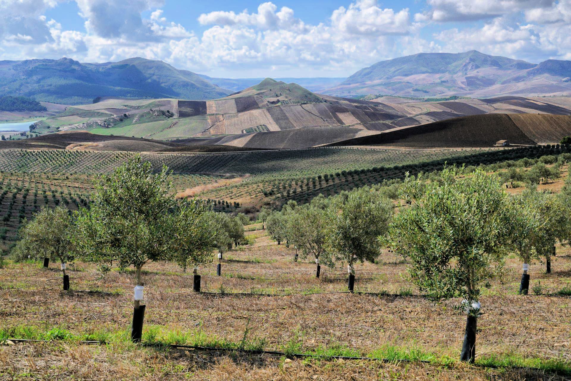 Miceli & Sensat grafted two Spanish olive varieties onto wild Sicilian olive trees to cultivate a new landscape amid fields of wheat.
