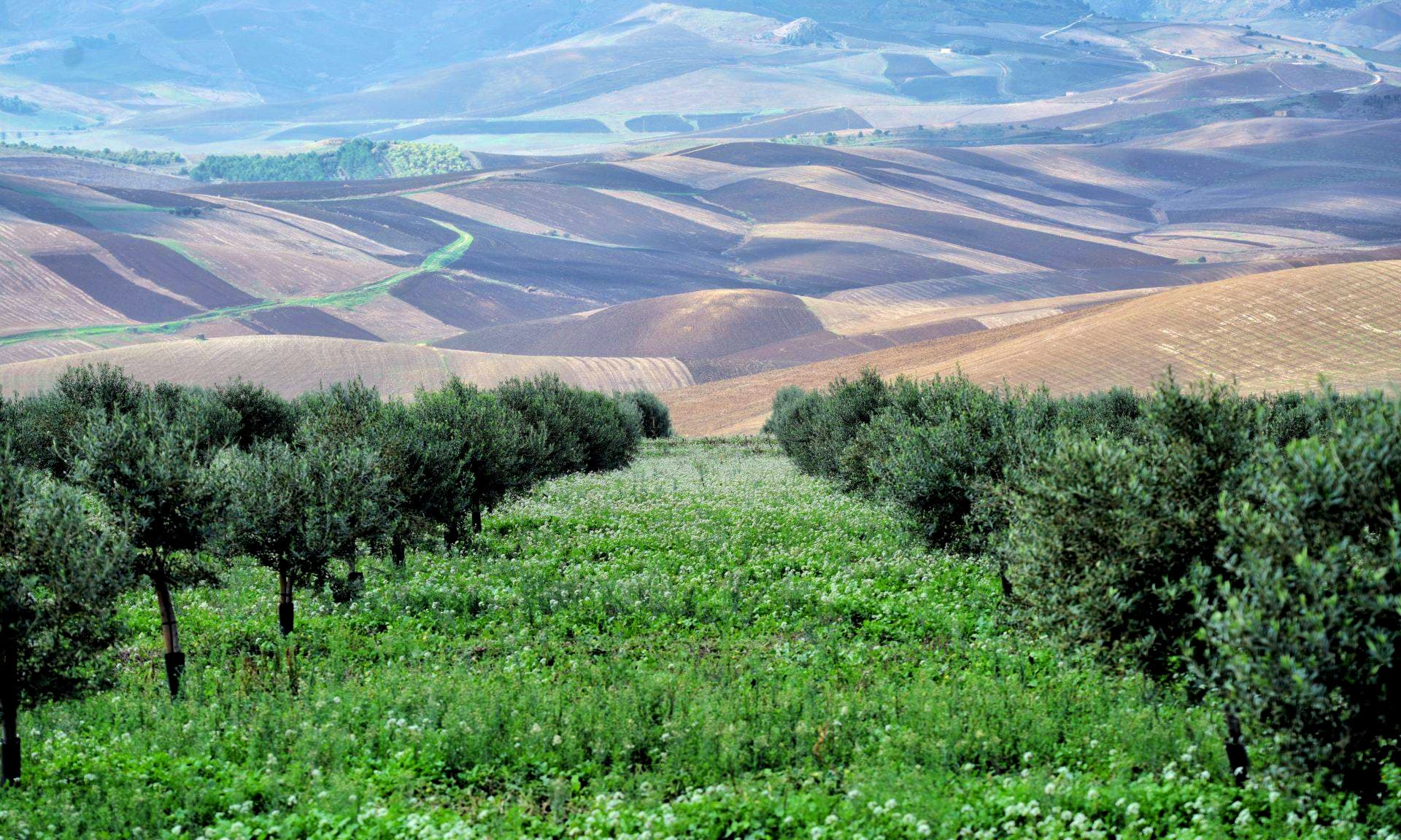 Miceli & Sensat help enrich the soil of their olive groves using cover crops.
