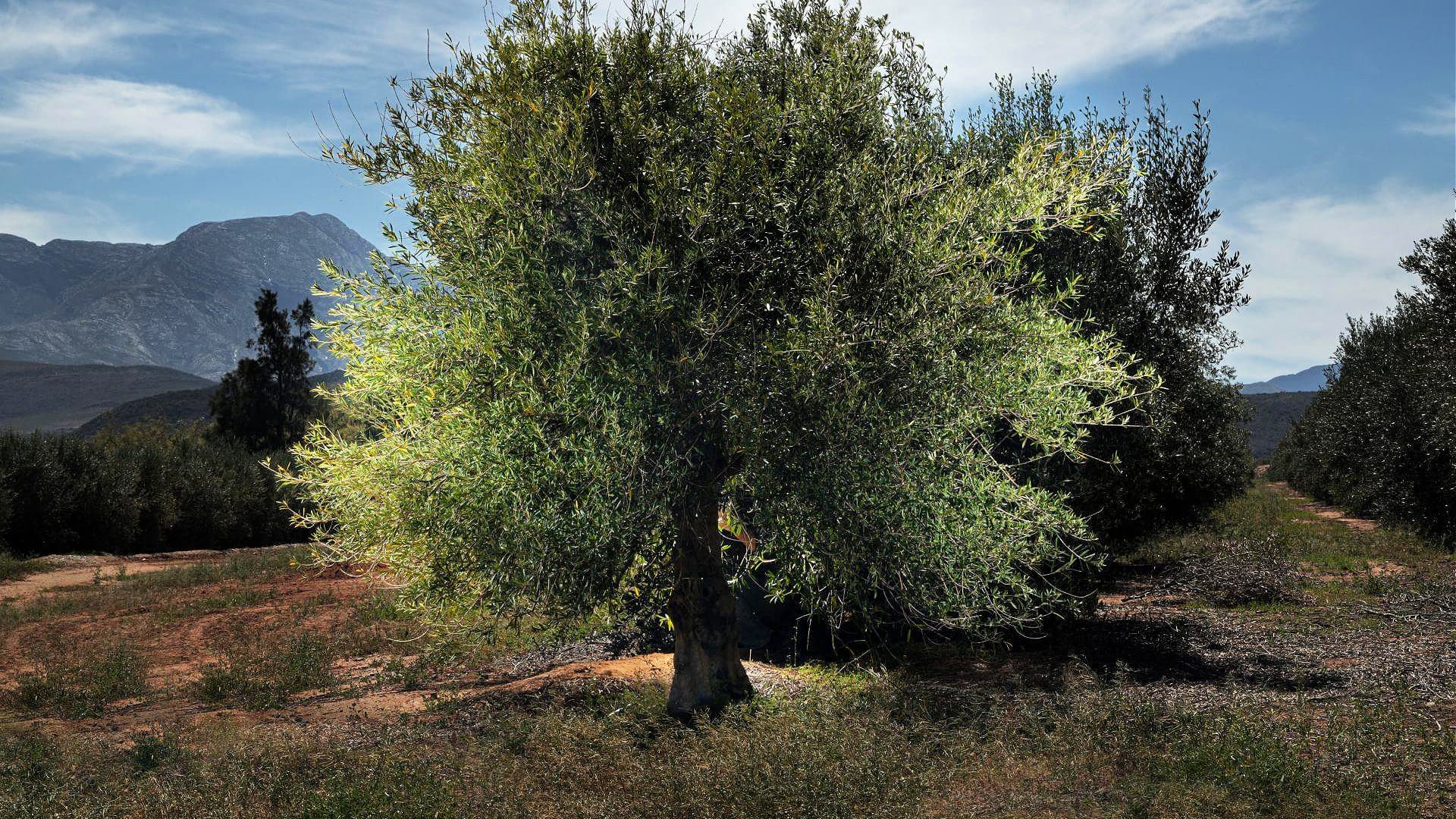 Avoid Sth A Successful Harvest in South Africa Amid Rolling Blackouts | Olive Oil ...