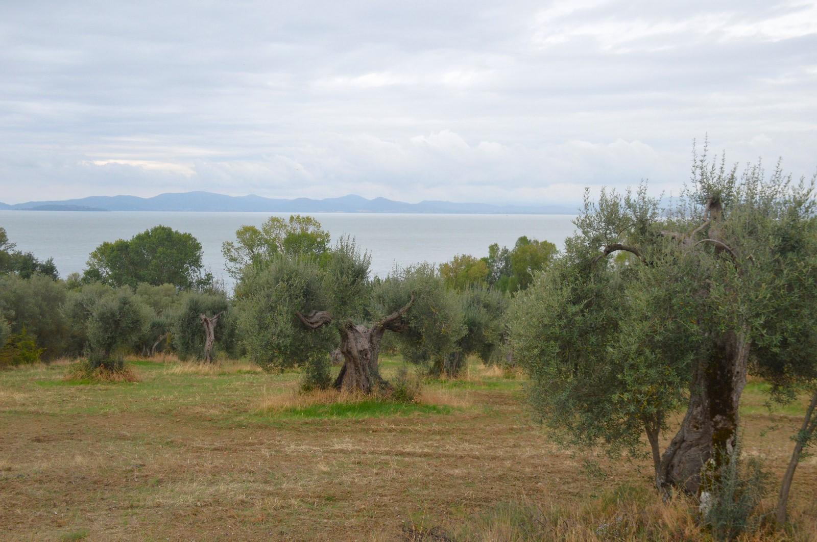 Endemic olive varieties may be part of olive growers’ solutions to mitigating the impacts of climate change. (Photo: Alfei)
