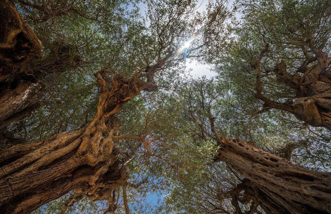 Ranis focuses its olive farming and oil production on the local Patrini olive variety.