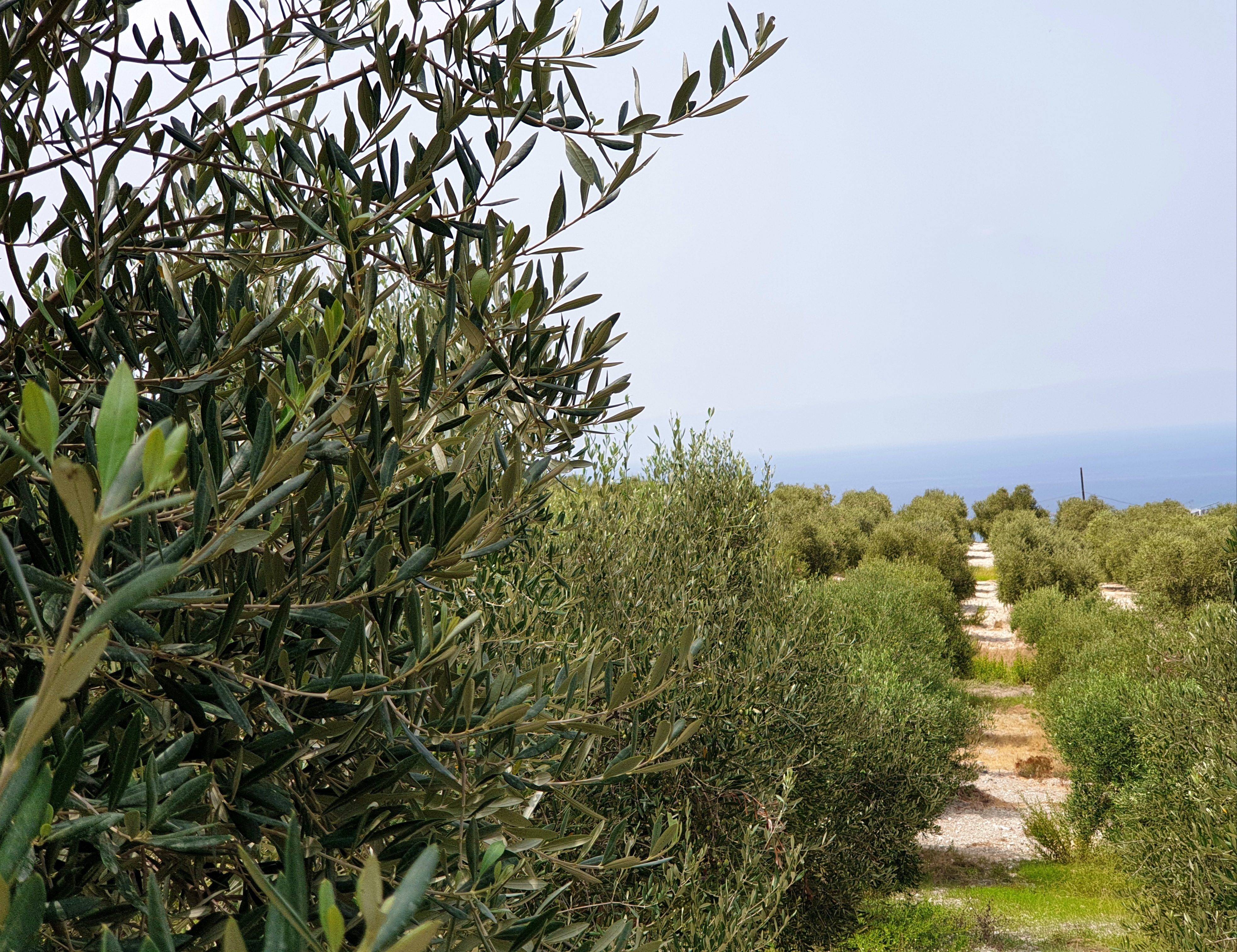 Bustan El Zeitoun grows 6,000 olive trees, including 12 local and Italian varieties.
