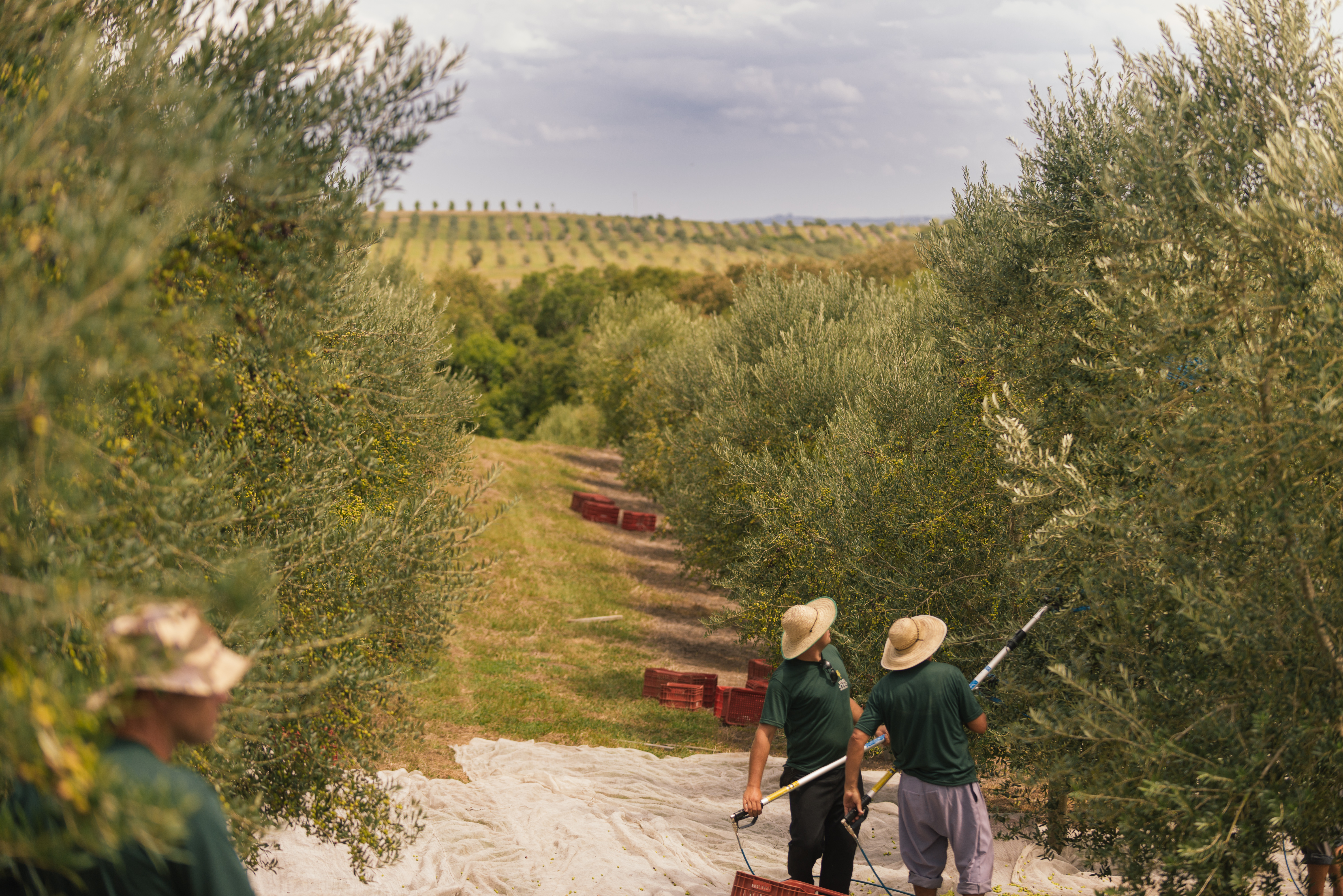 Verde Louro Azeites expect their strong showing to firmly place Brazil on the olive oil world map.