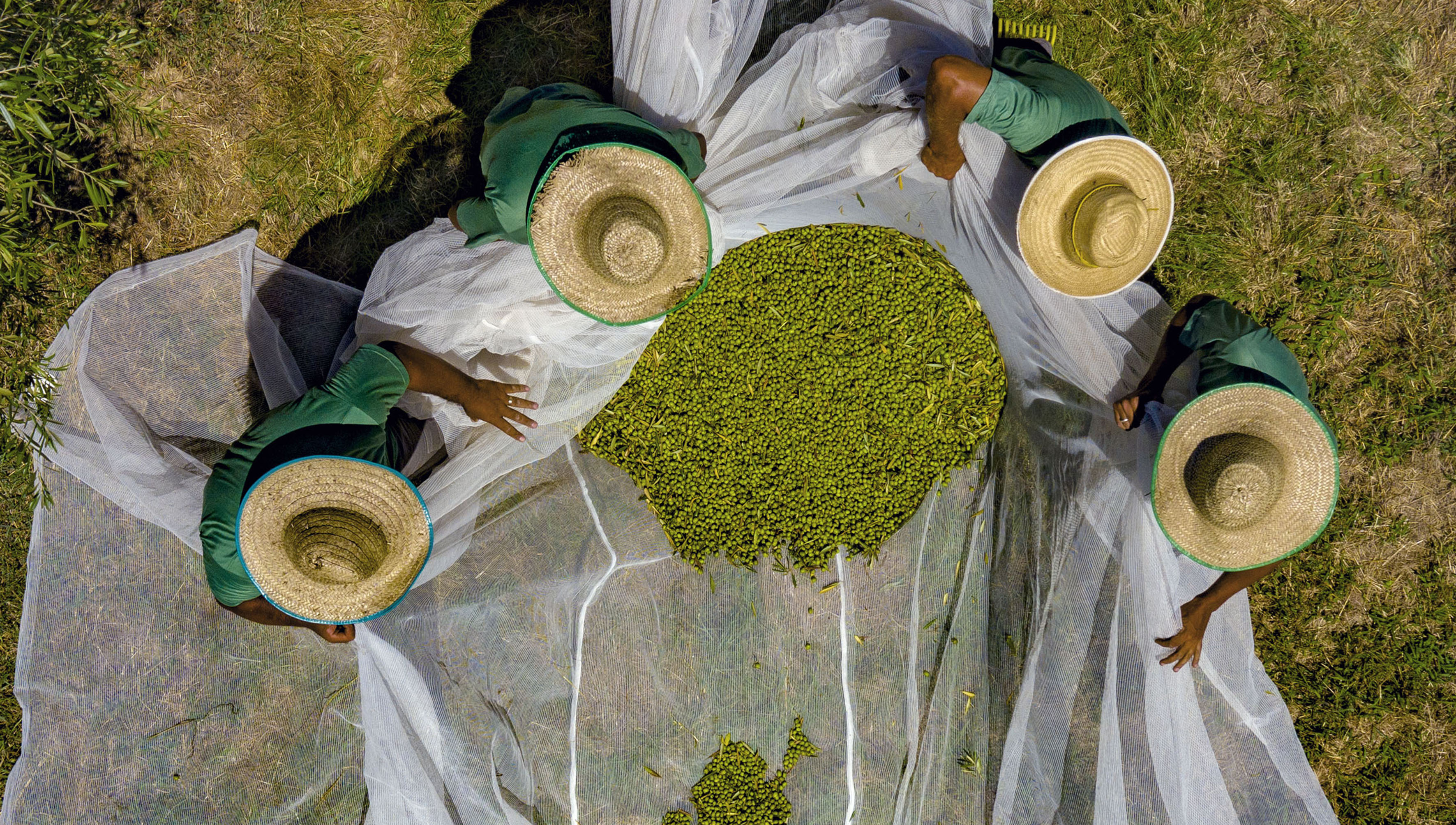 The producer behind Azeites Costa Doce attributed his four awards to a precise and early harvest.