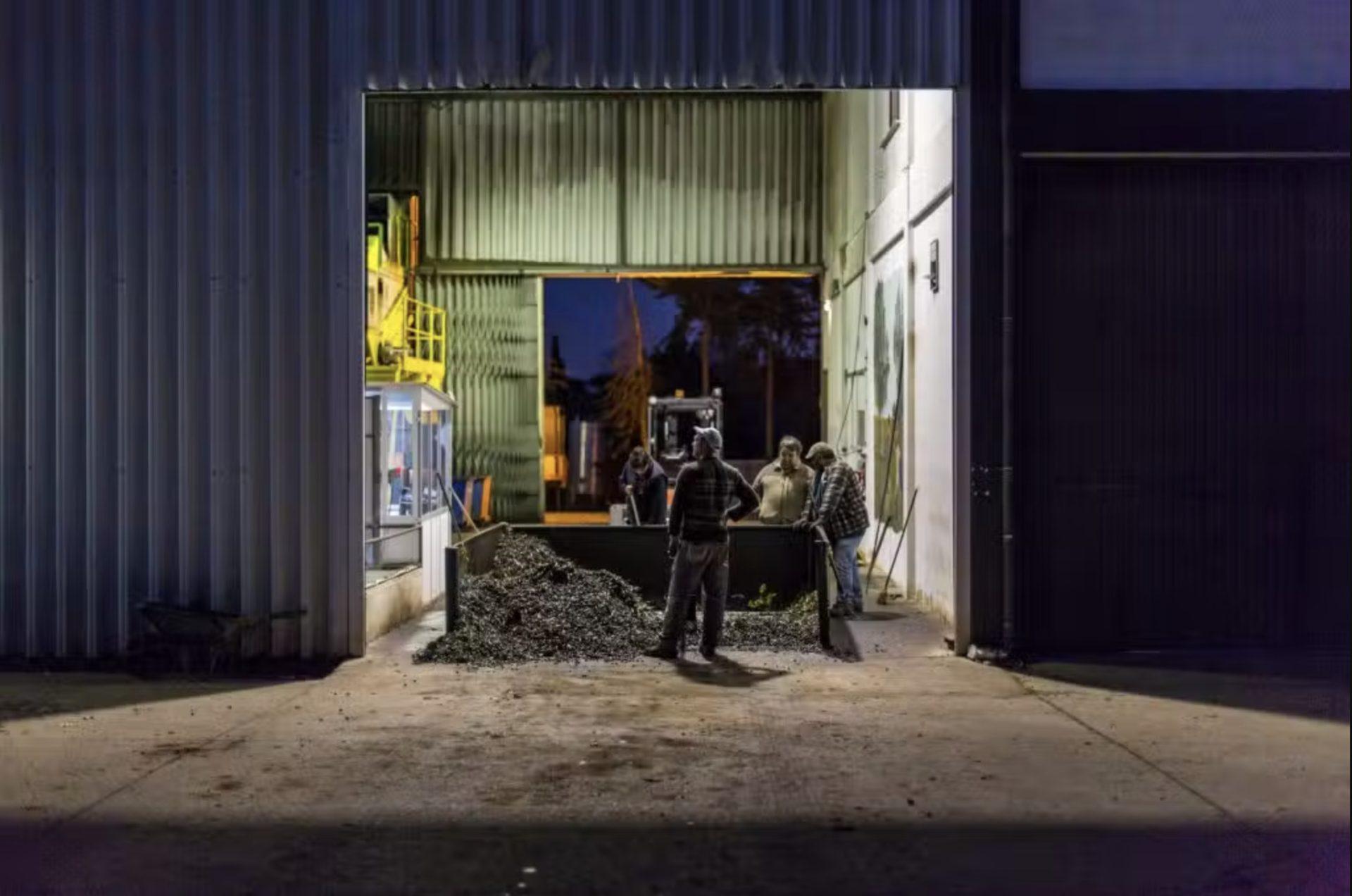 Amid scorching autumn temperatures, milling at night ensures olives are cool when they are harvested. (Photo: Establecimiento Manuel Silva Torrado)