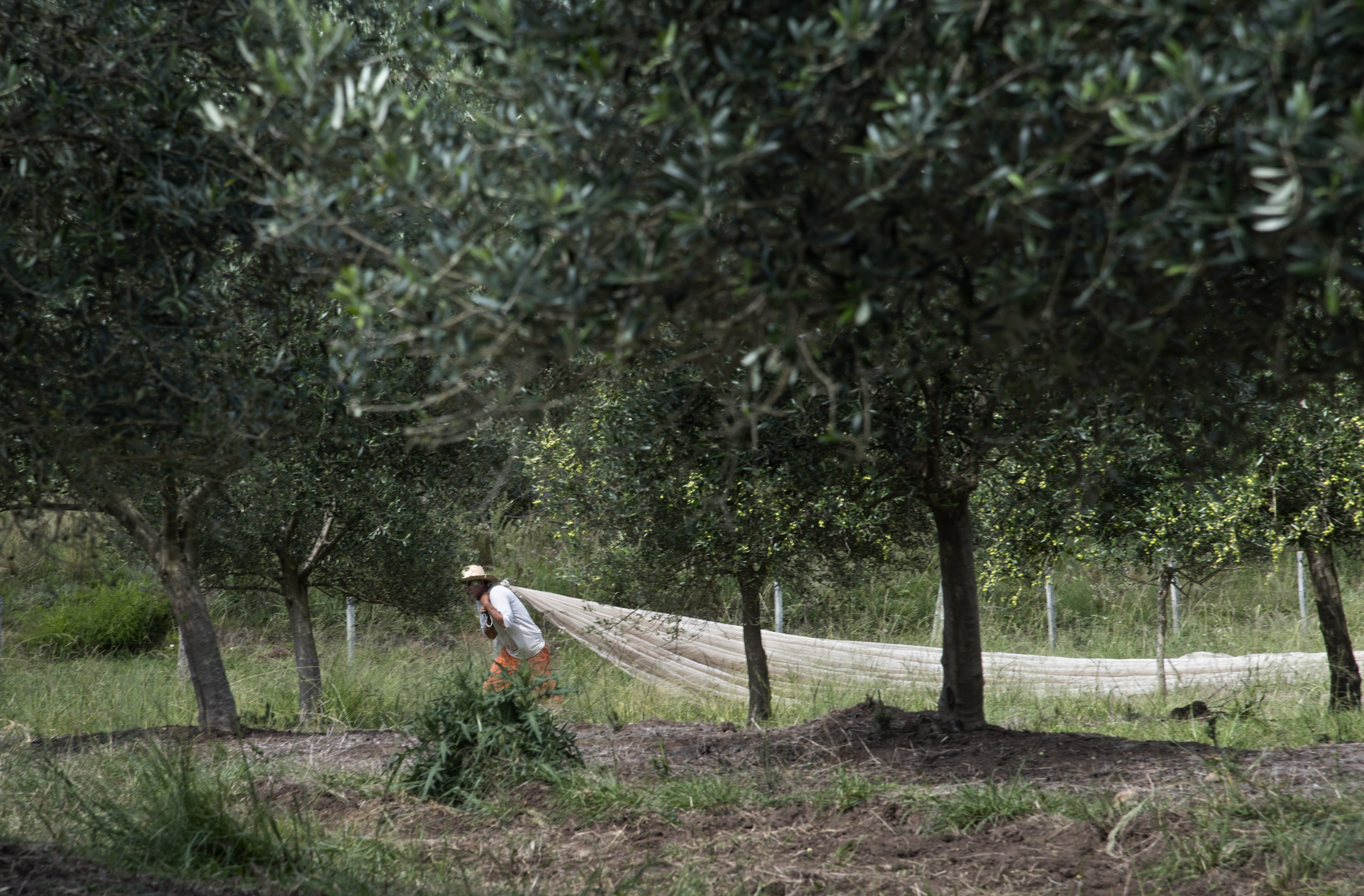 Brazil’s largest olive oil producer won four more awards.