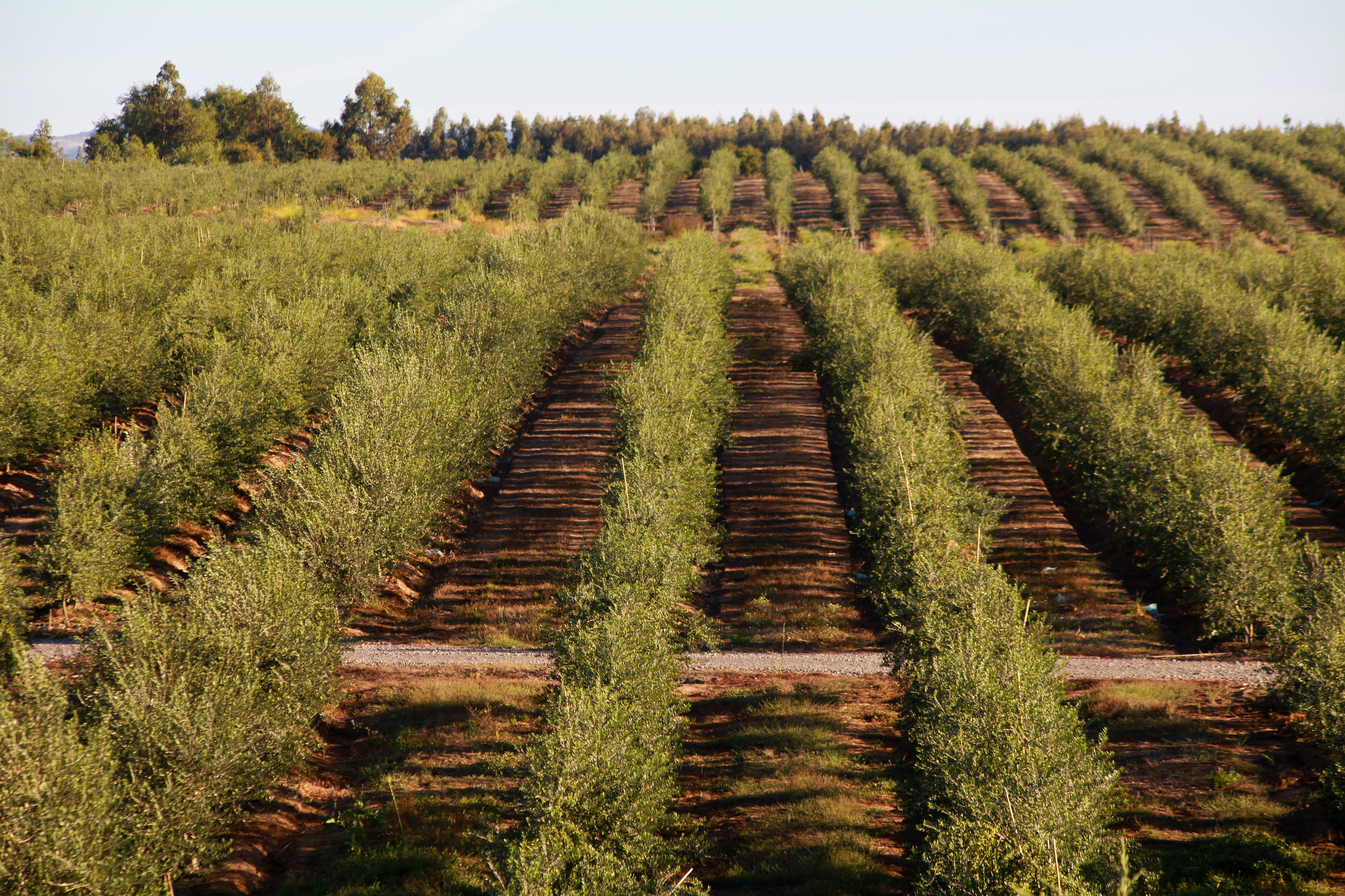 Las Doscientos has 700 hectares planted high-density and has plans for 500 more.