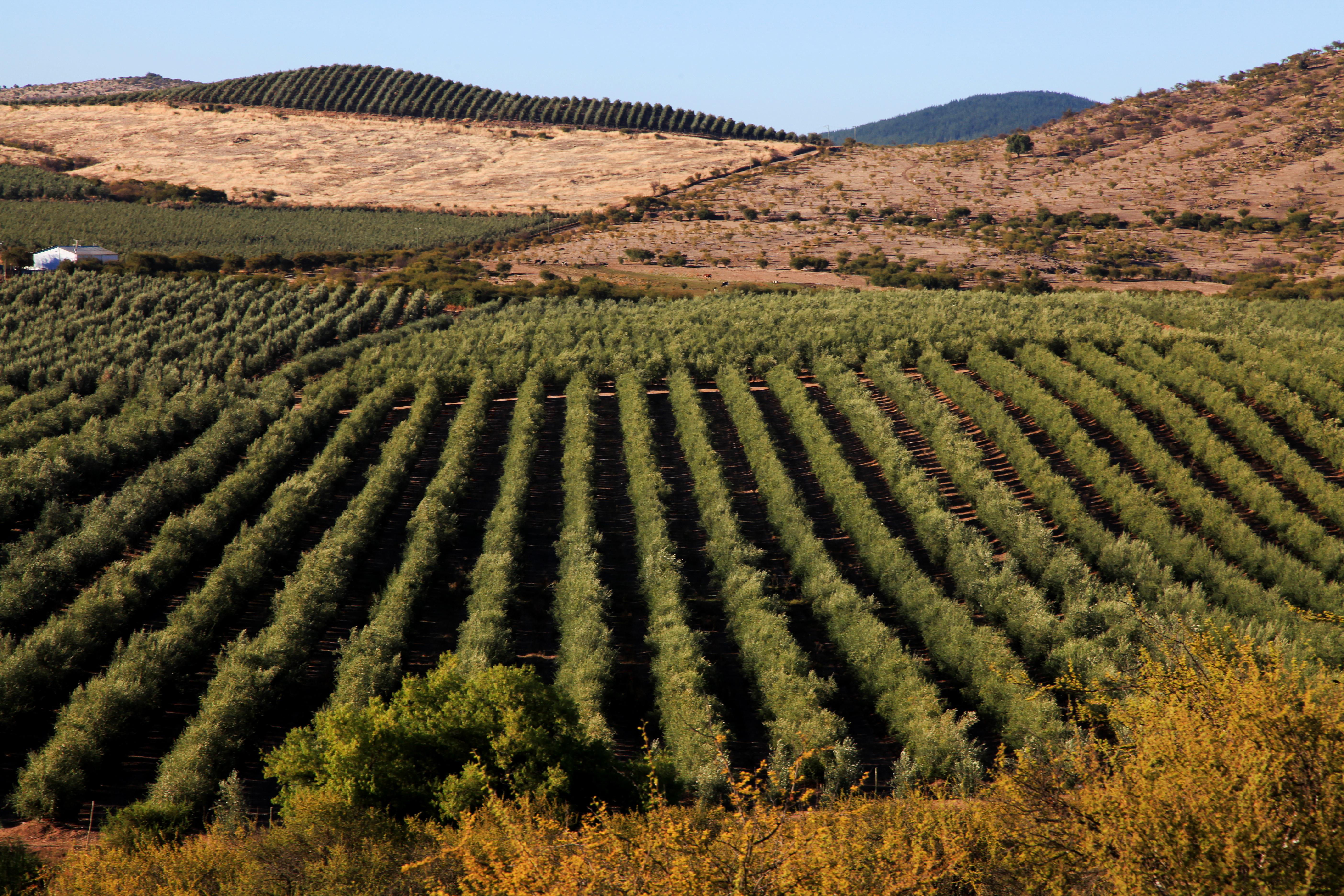 This summer’s weather conditions will play a significant role in determining how the harvest goes.