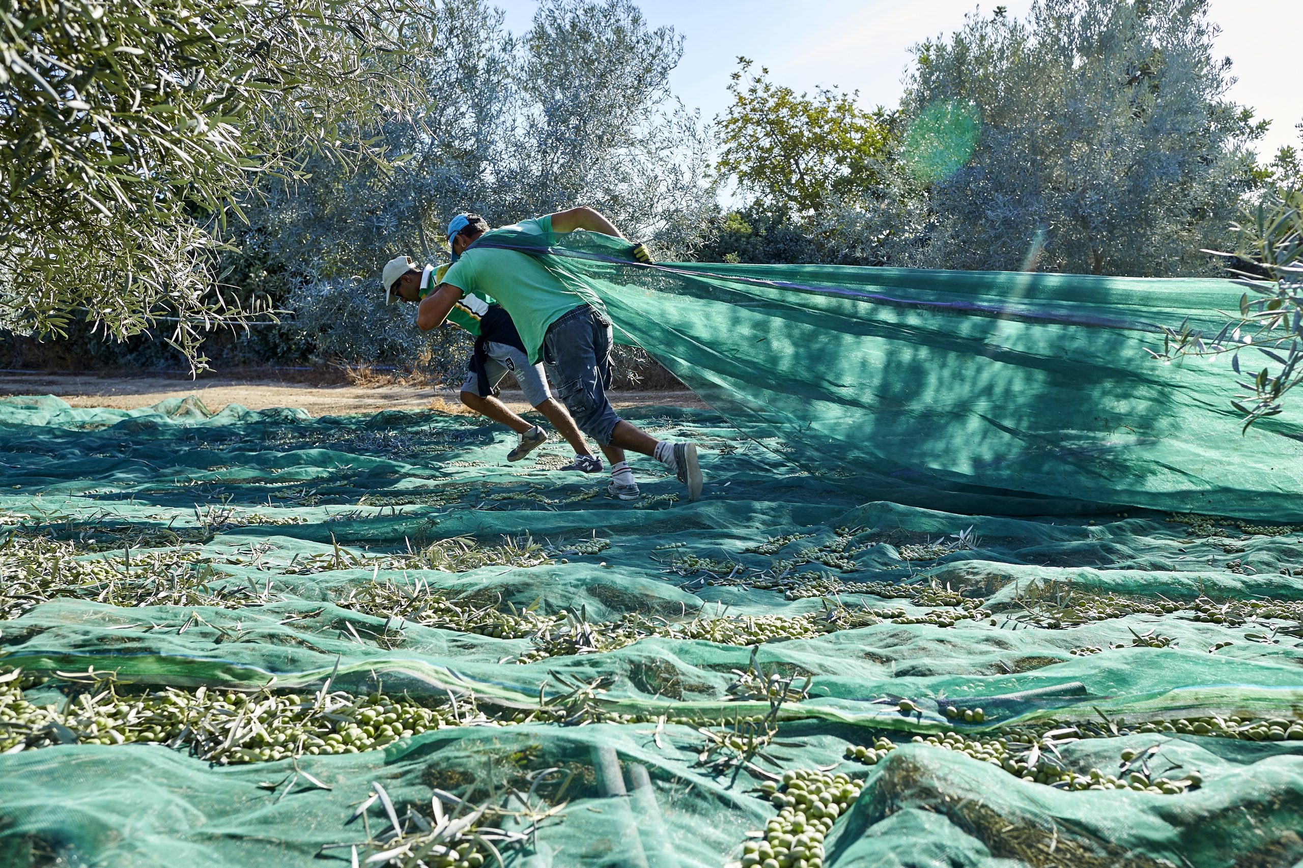Producers in Alentejo expect a significant production increase compared to last year after a wet winter refilled reservoirs. (Photo: Pedro Esperança)