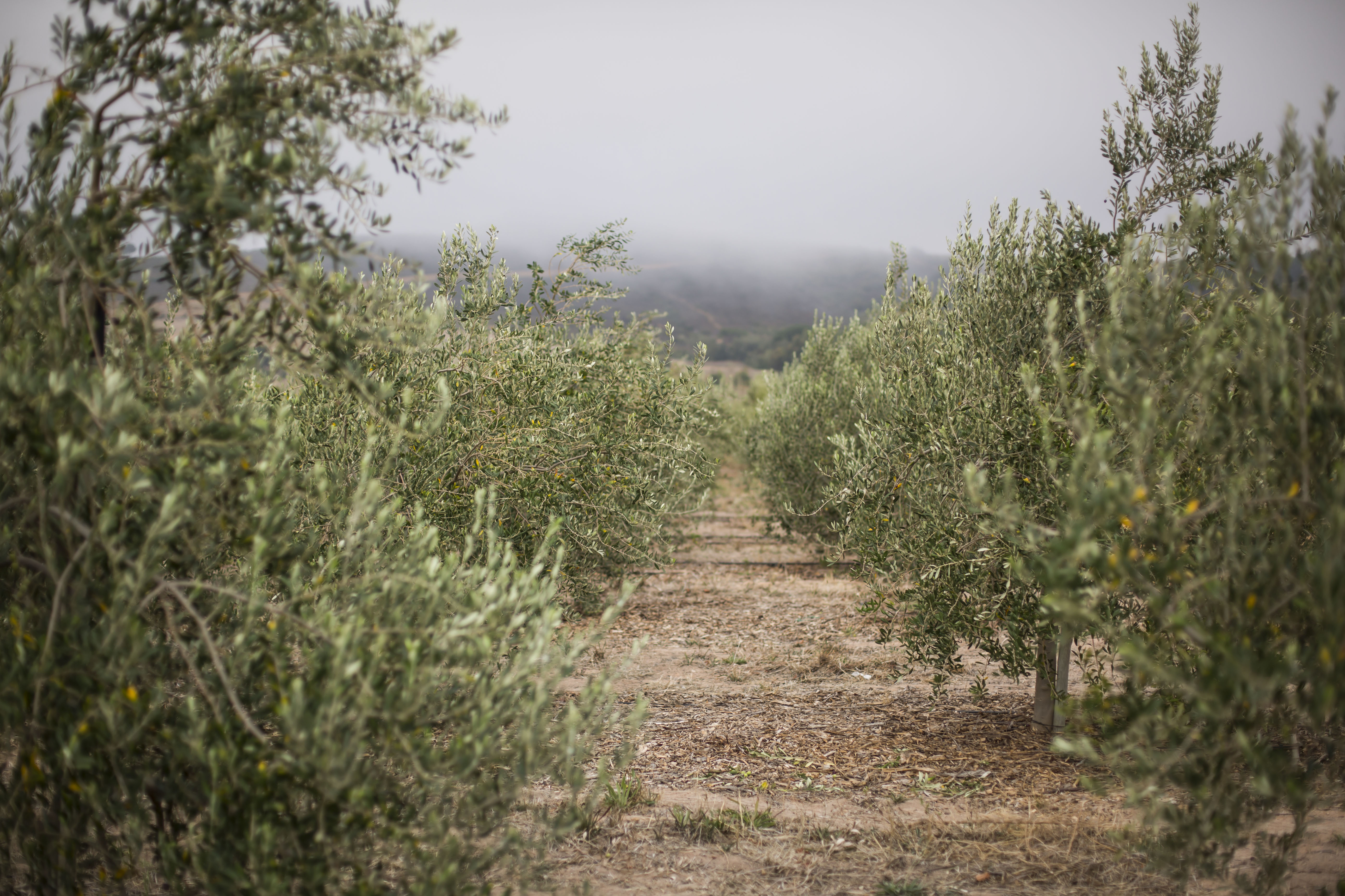 Babylonstoren grows 14 olive varieties for table olive and oil production on 62 hecatres. (Photo: Babylonstoren)