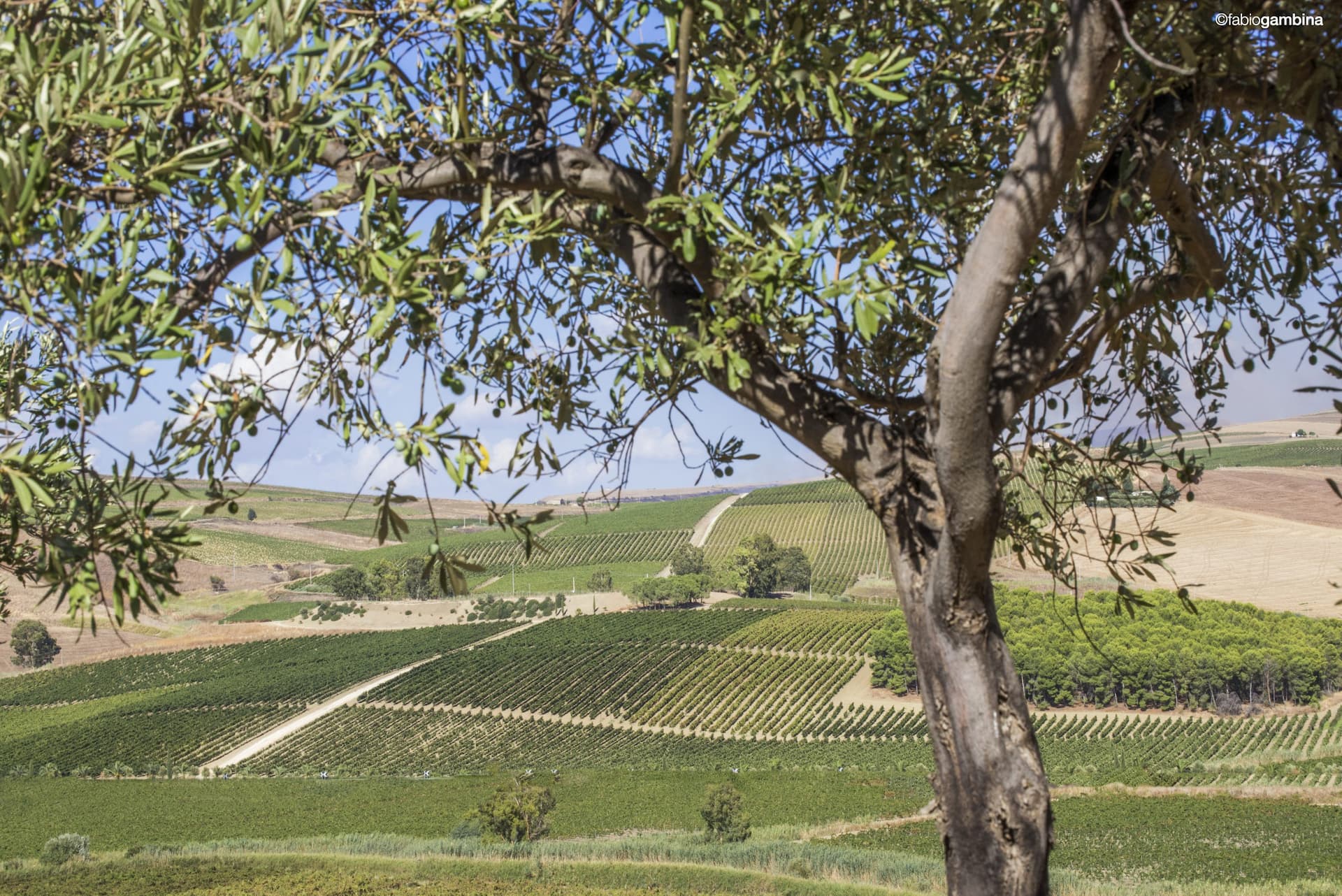 Increasingly hot and dry weather in Sicily has limited the emergence of the olive fruit fly in Donnafugata’s olive groves. (Photo: F Gambina)