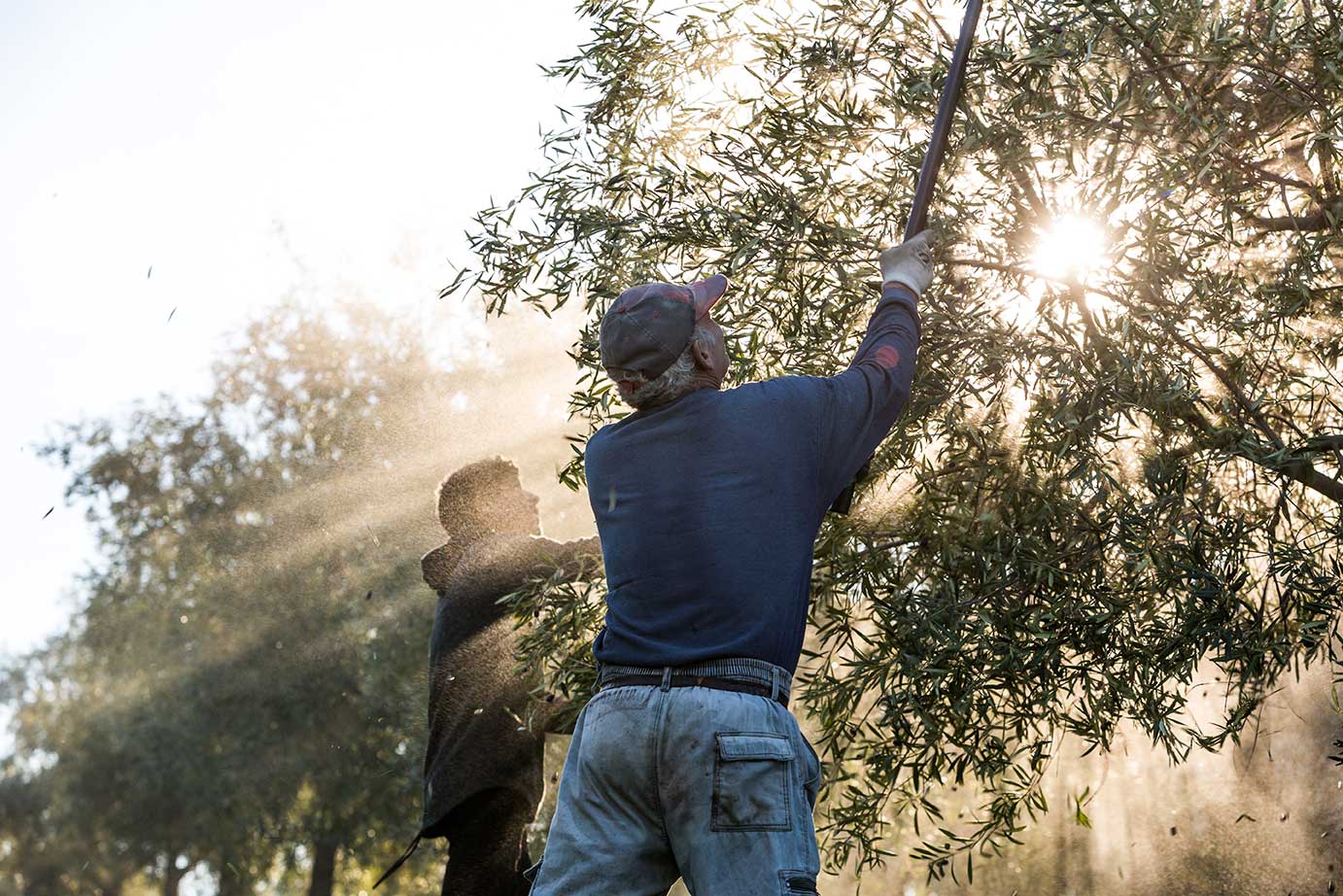 Norte Santo said the Portuguese sector must find a sustainable balance between traditional and high-density and super-high-density groves.