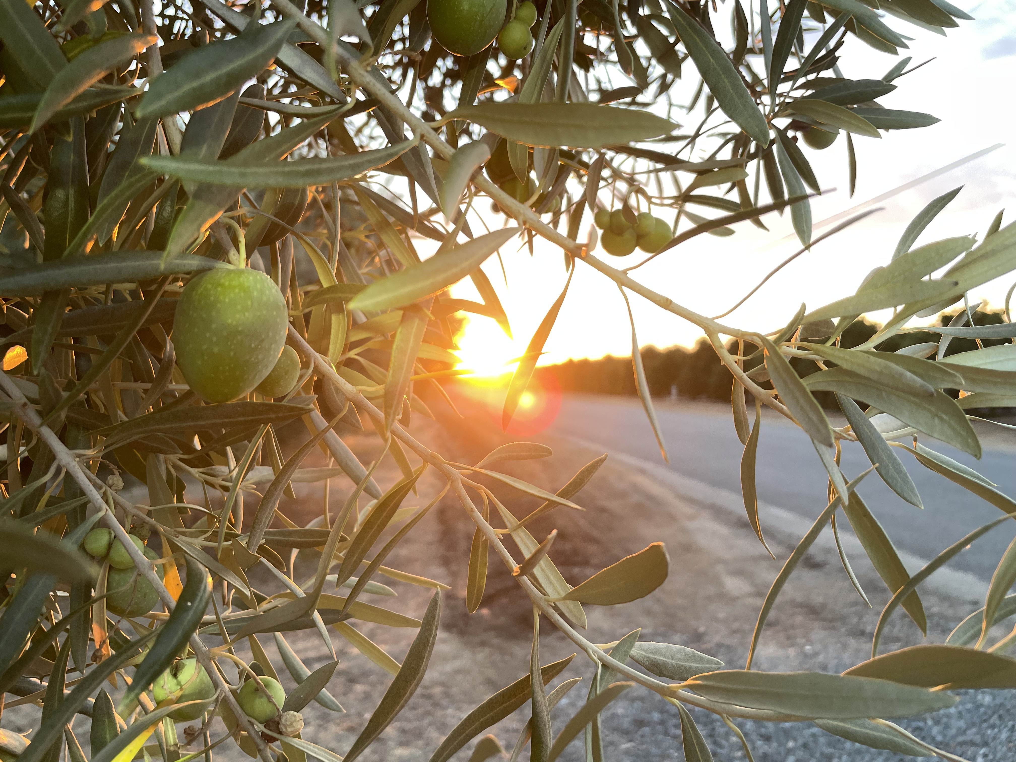 Olvaia OLA earned three Gold Awards at the 2023 NYIOOC for olive oils sourced from centenary trees.