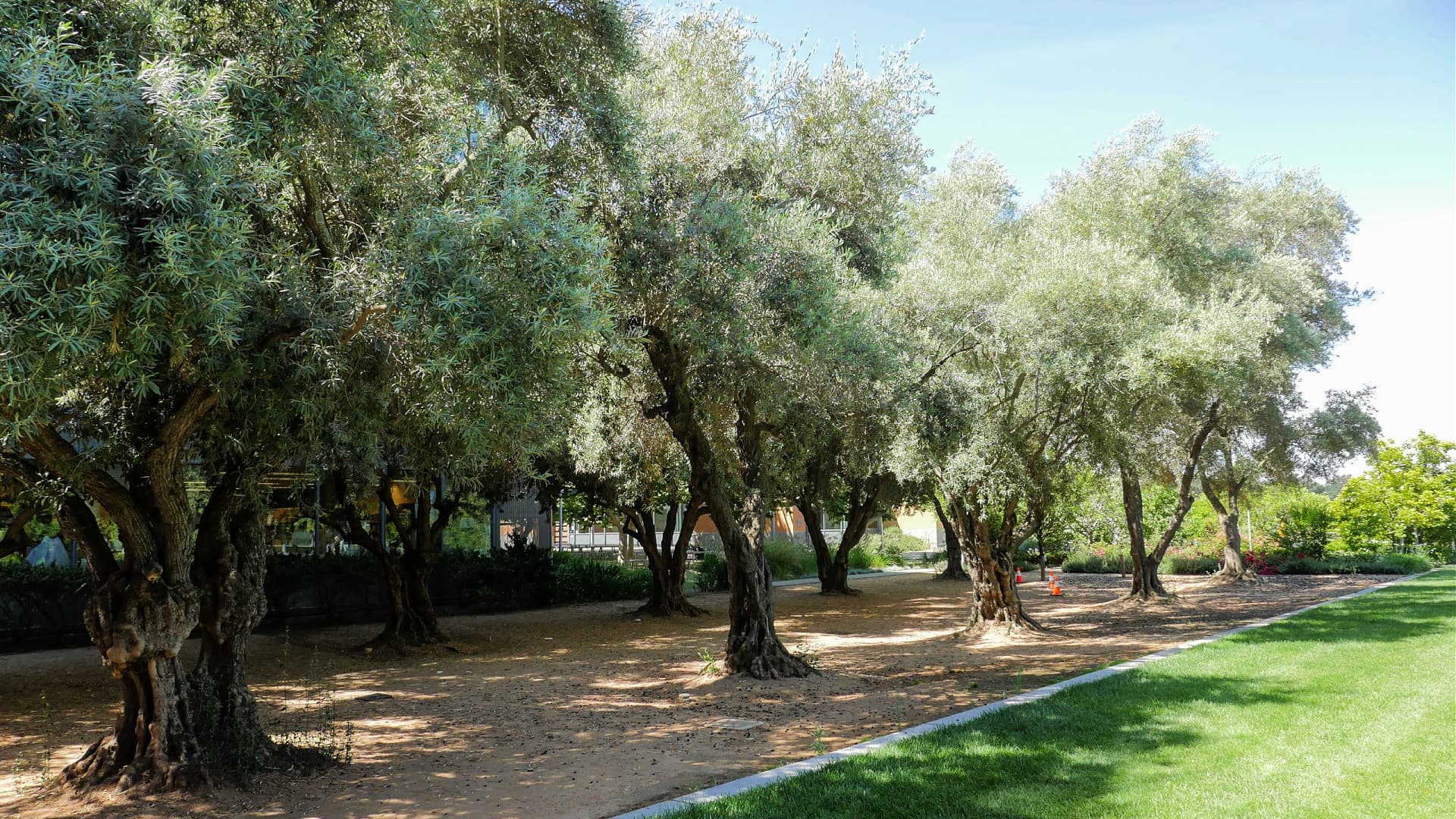 Students in the Olea Learn program learn to manage centenary trees at the Wolfskill Experimental Orchard.
