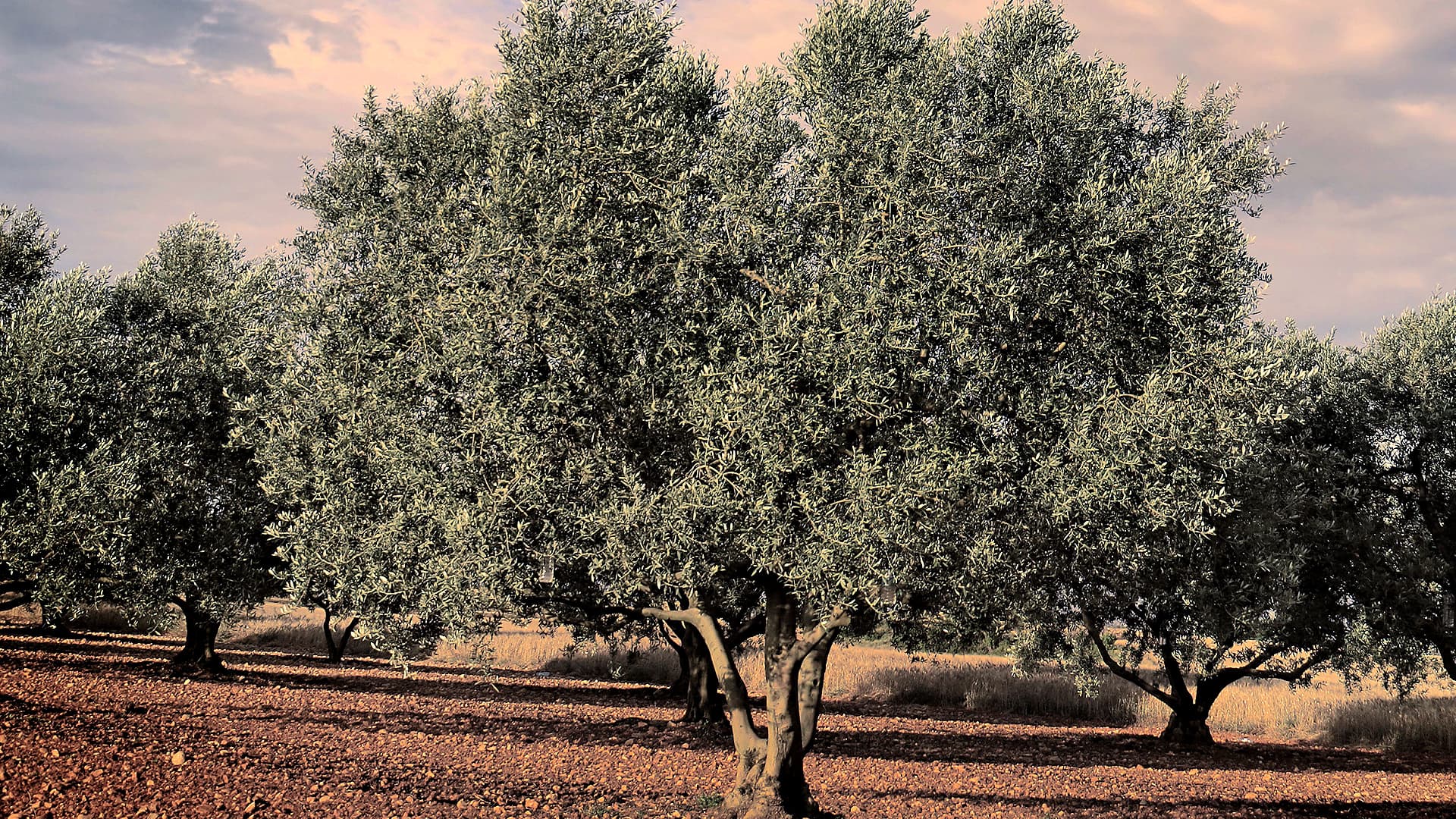 Olive trees with lush green foliage stand in a sunlit field with reddish-brown soil.
